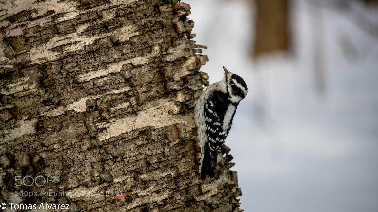 Canon EOS 750D (EOS Rebel T6i / EOS Kiss X8i) sample photo. Woodpecker. photography