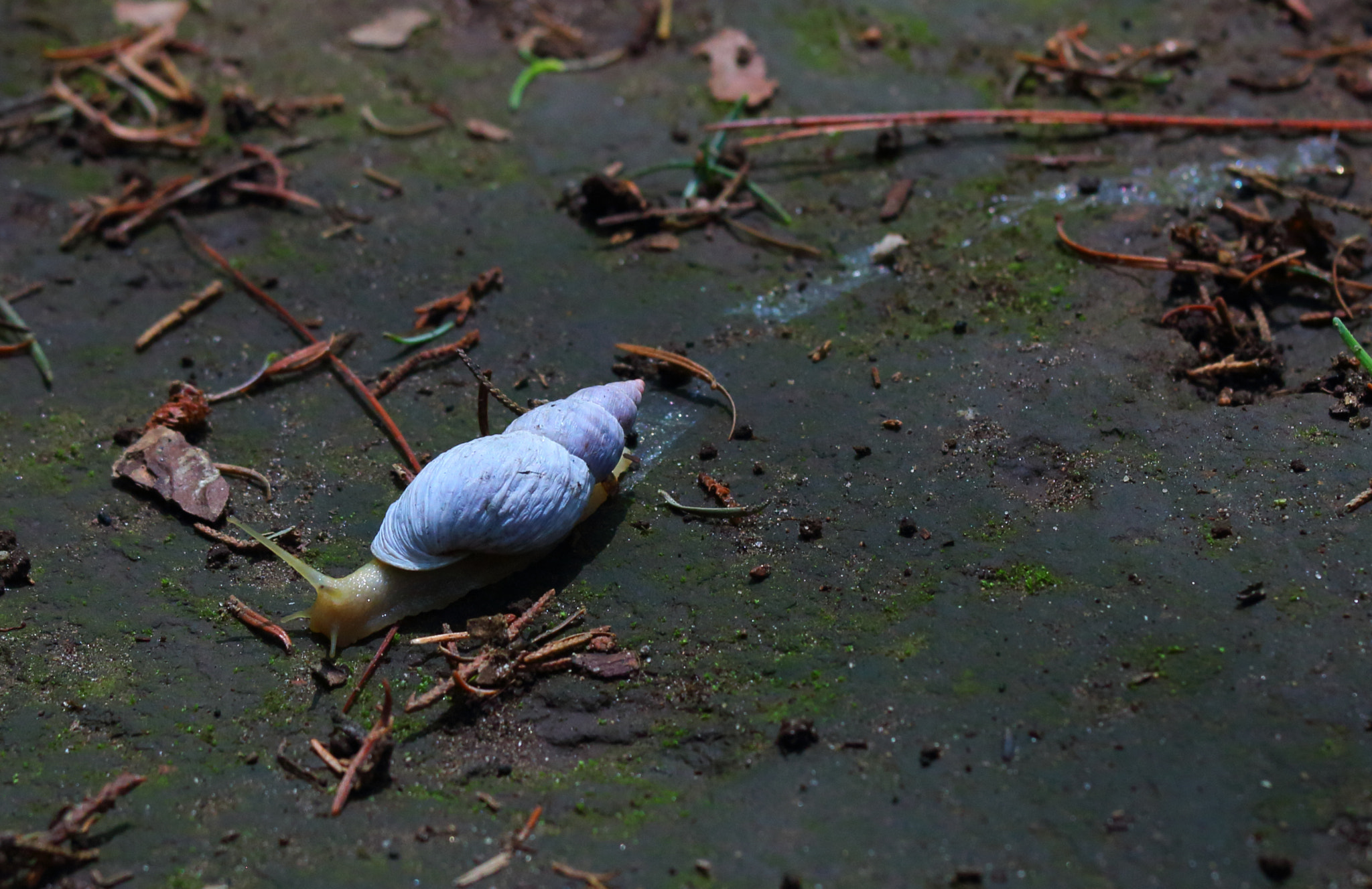 Canon EOS 650D (EOS Rebel T4i / EOS Kiss X6i) + Canon EF 70-200mm F4L IS USM sample photo. Snail photography