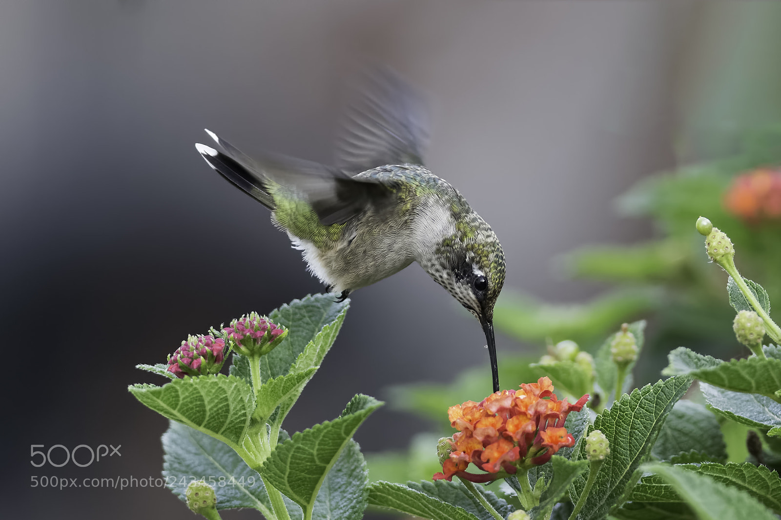 Nikon D7100 sample photo. It must be good photography