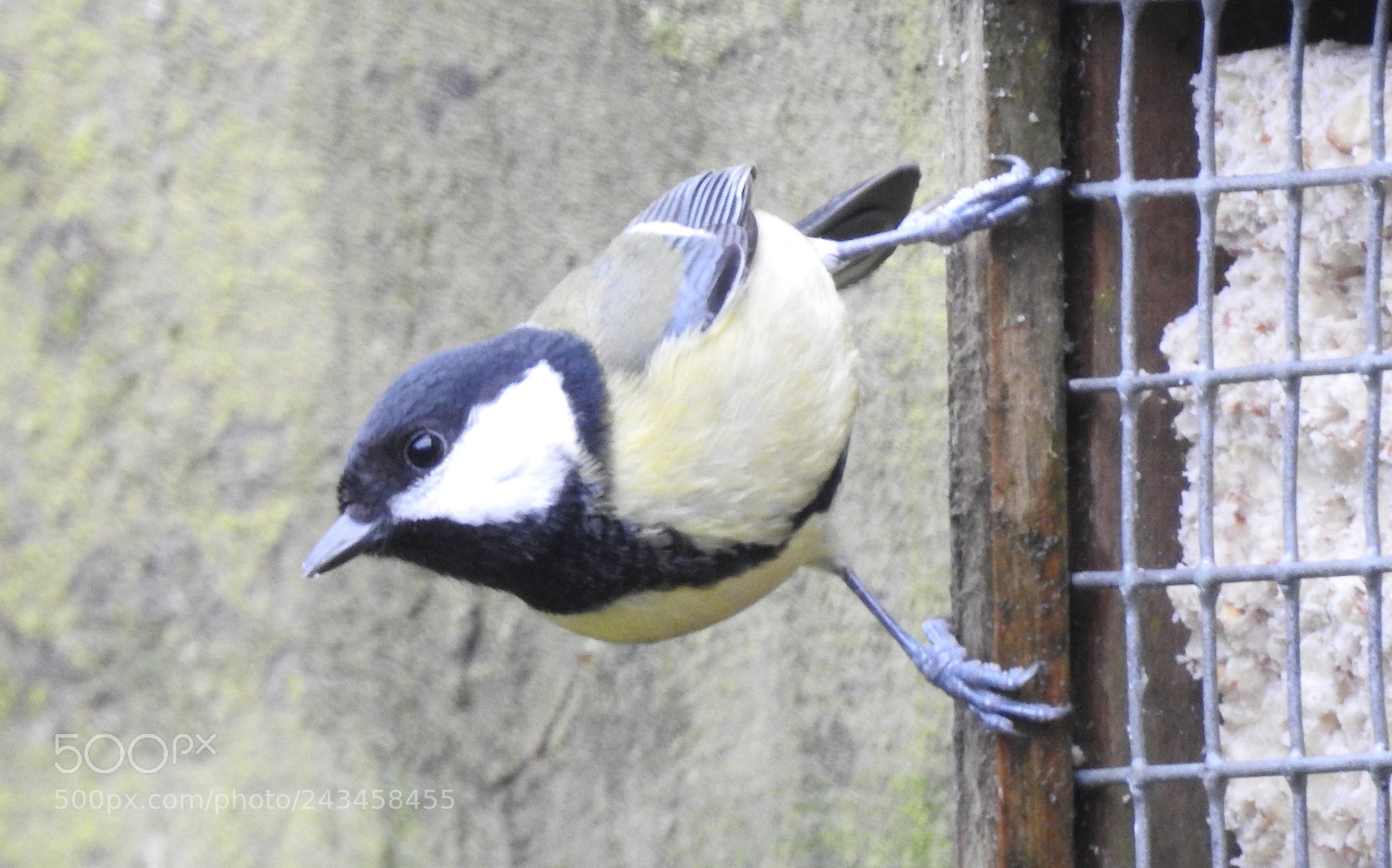 Nikon Coolpix P900 sample photo. Great tit in our photography