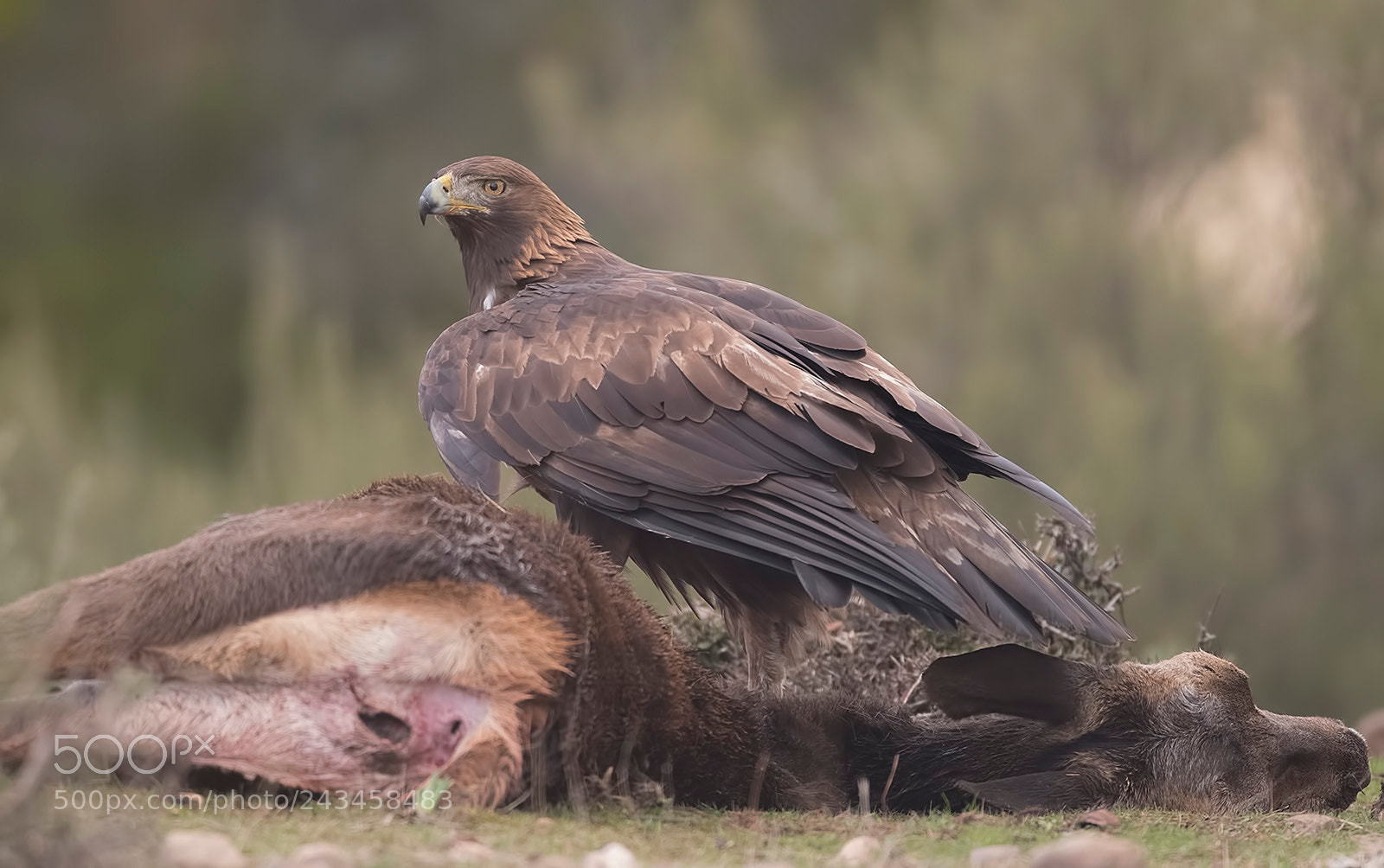 Canon EOS-1D X Mark II sample photo. Golden eagle photography