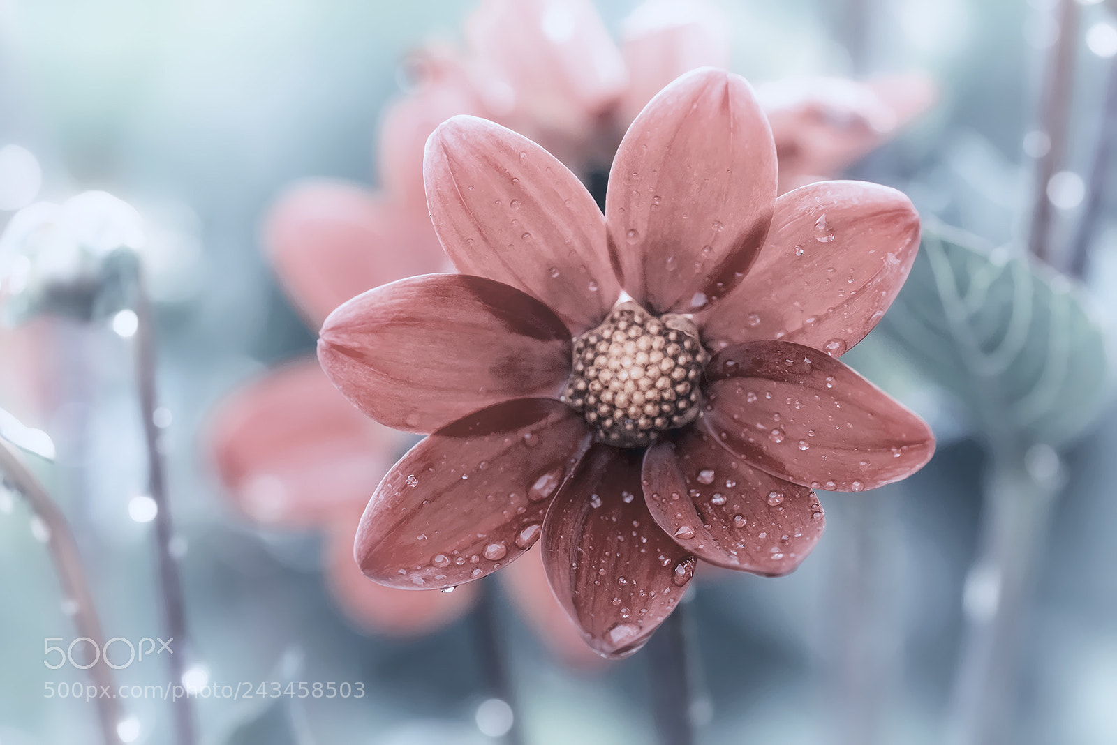 Nikon D810 sample photo. Tears of nature (re-edit) photography