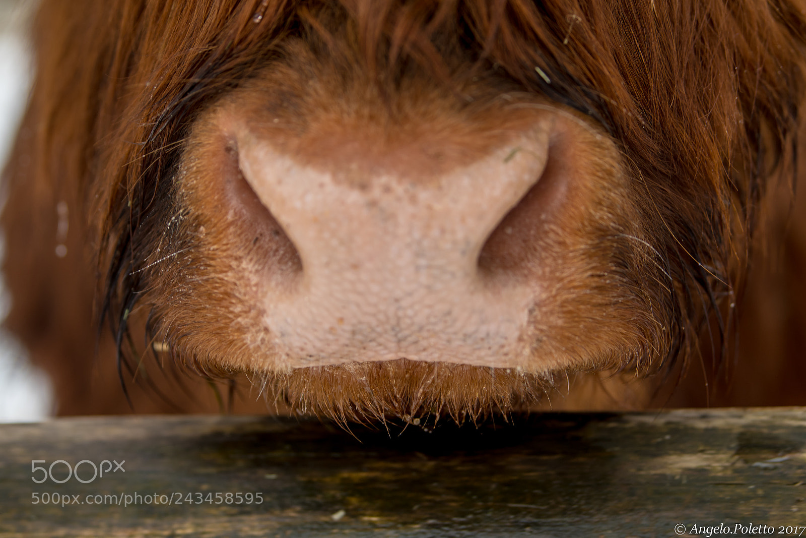 Nikon D500 sample photo. The nose photography