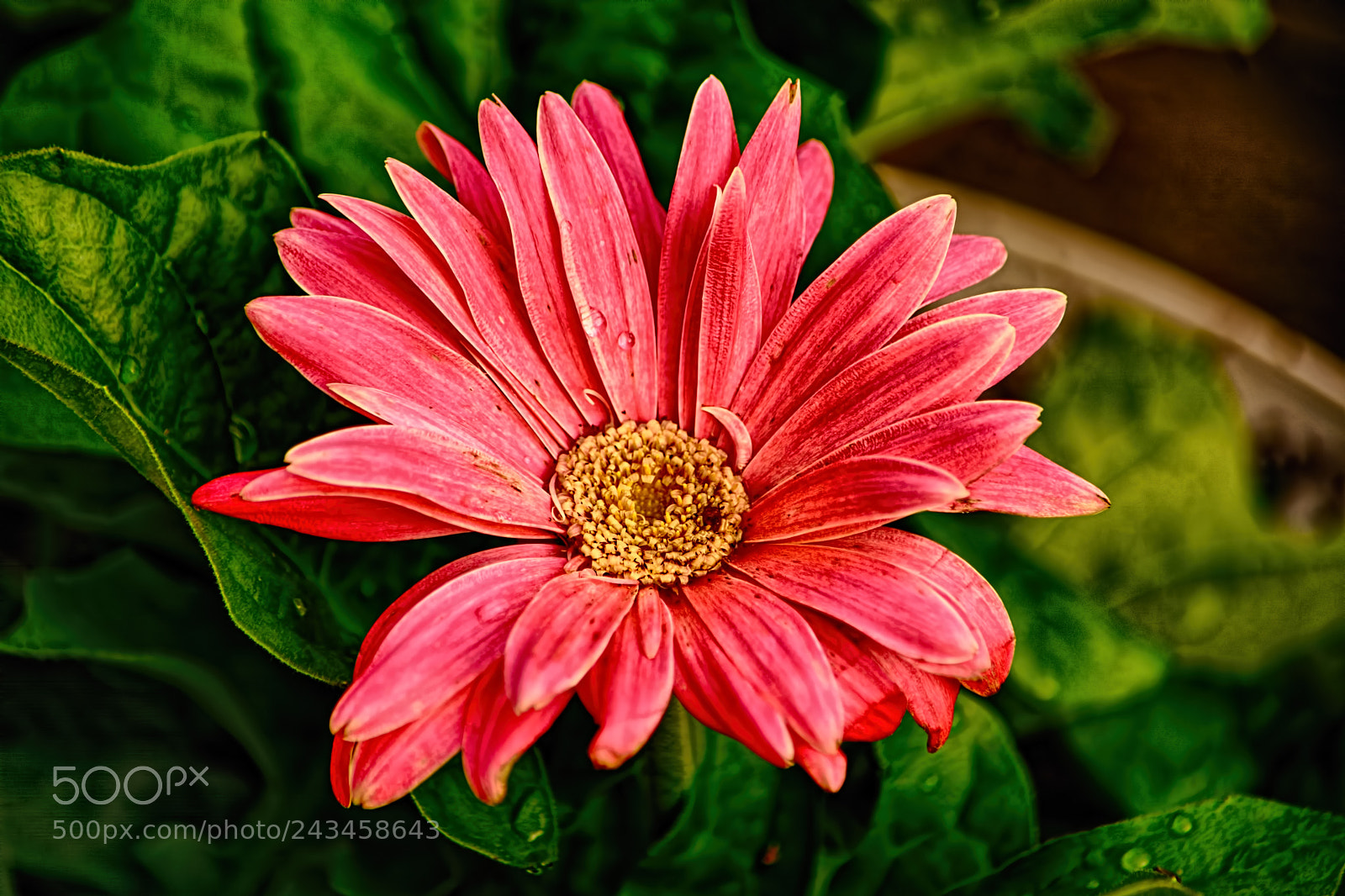Nikon D7100 sample photo. Gerbera photography