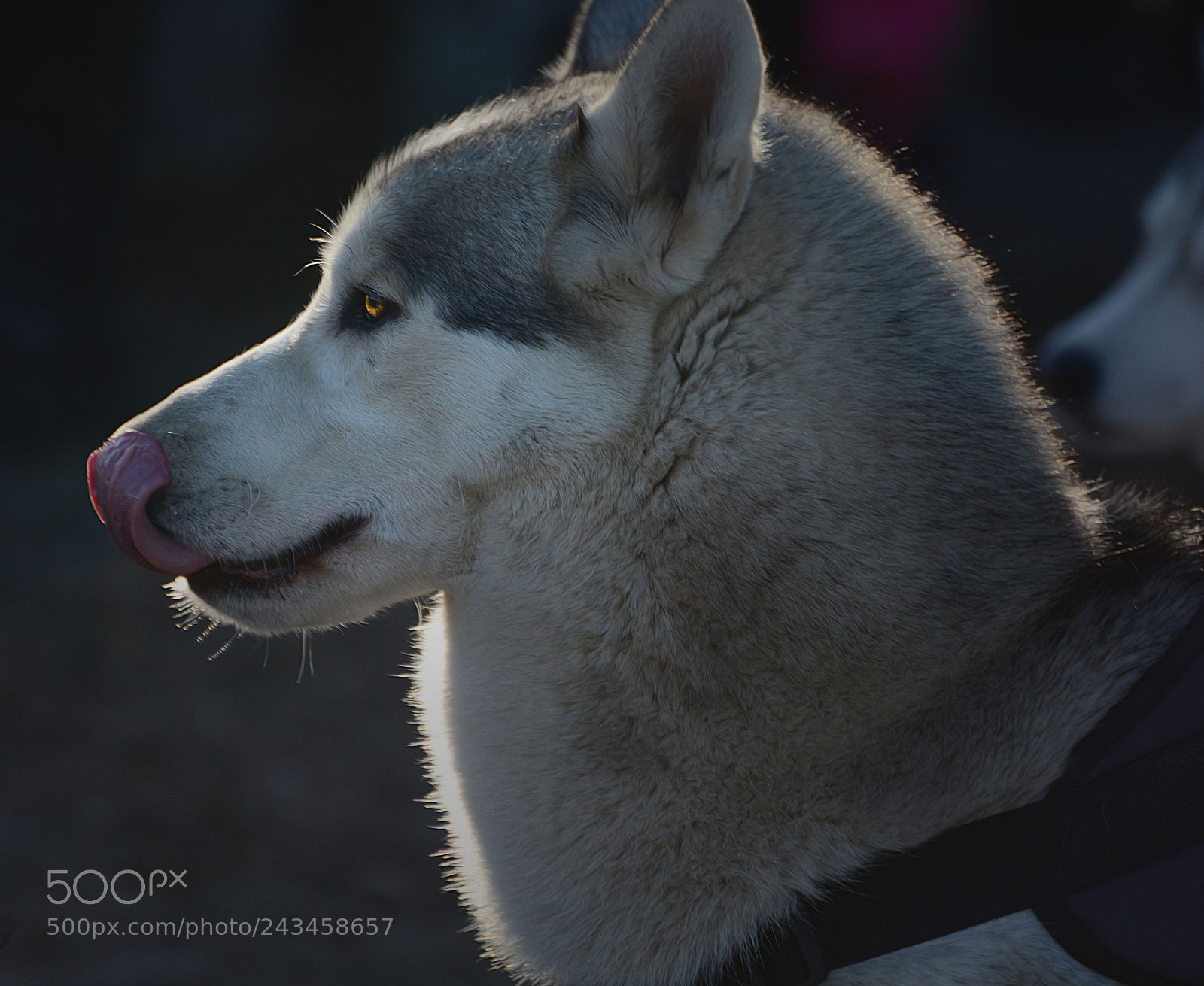 Nikon D7100 sample photo. Untitled photography