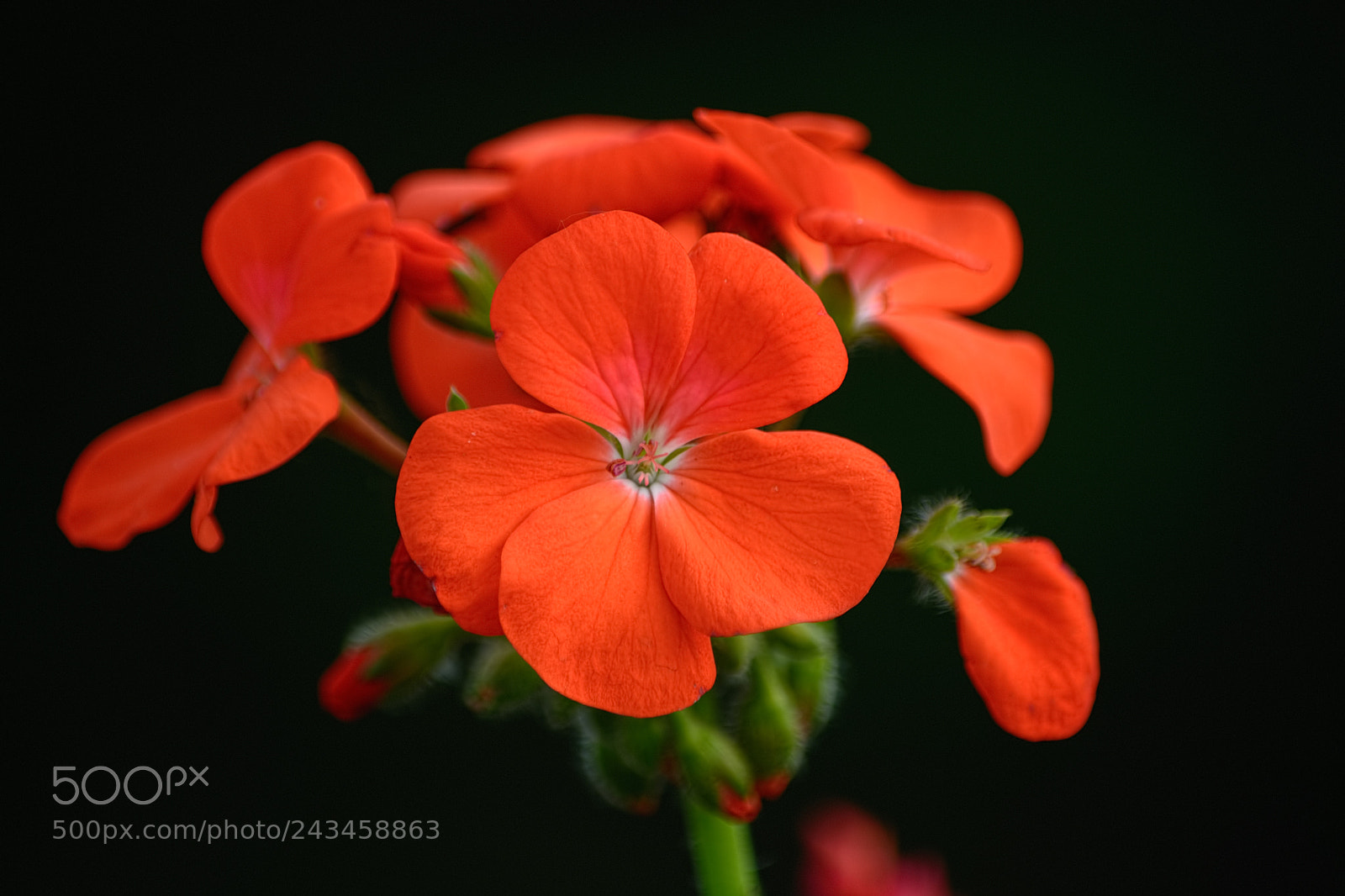 Nikon D7100 sample photo. Geranium photography