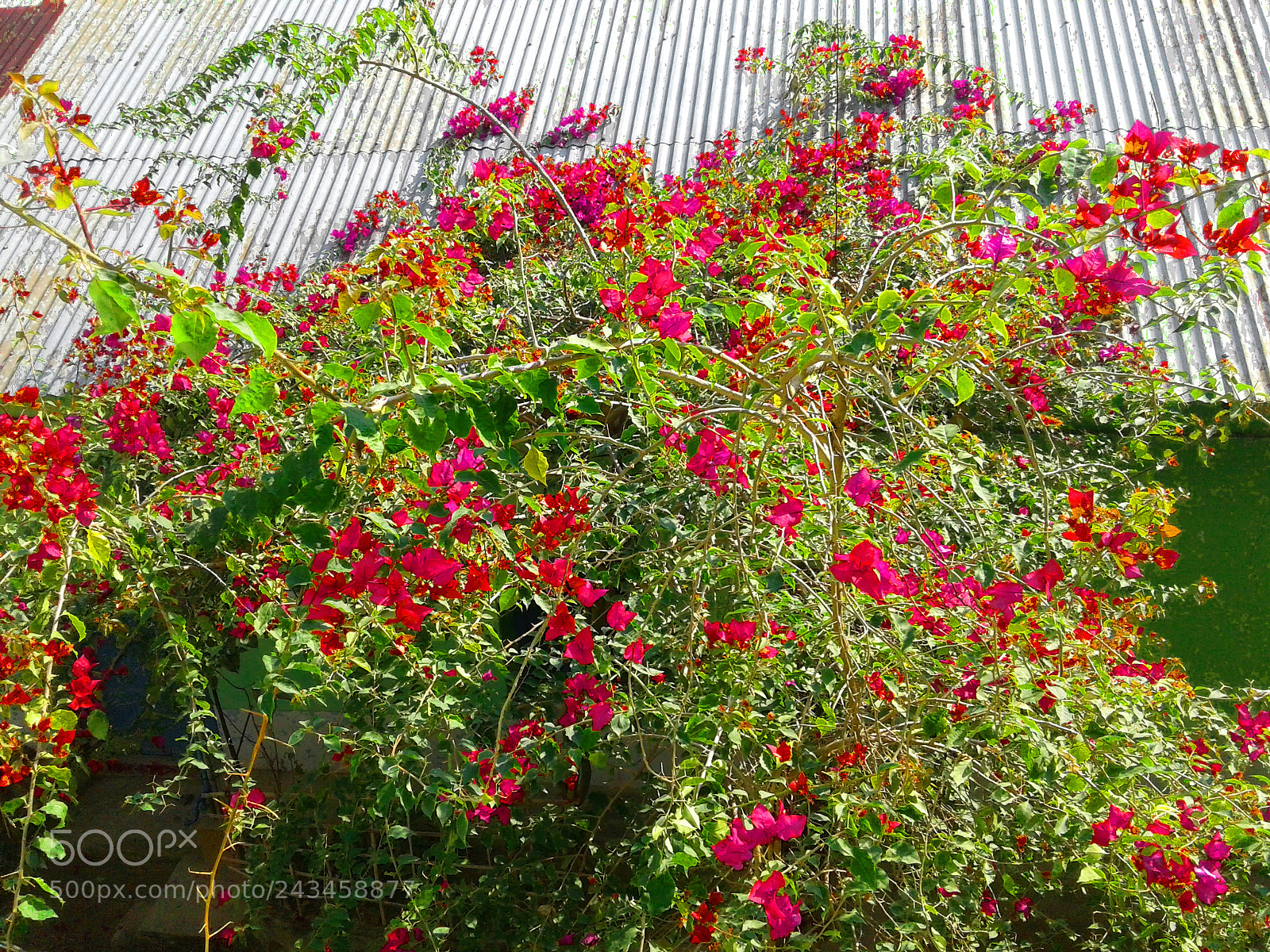 Samsung Galaxy J1 Ace sample photo. Bougainvillea flower at boalkhali photography