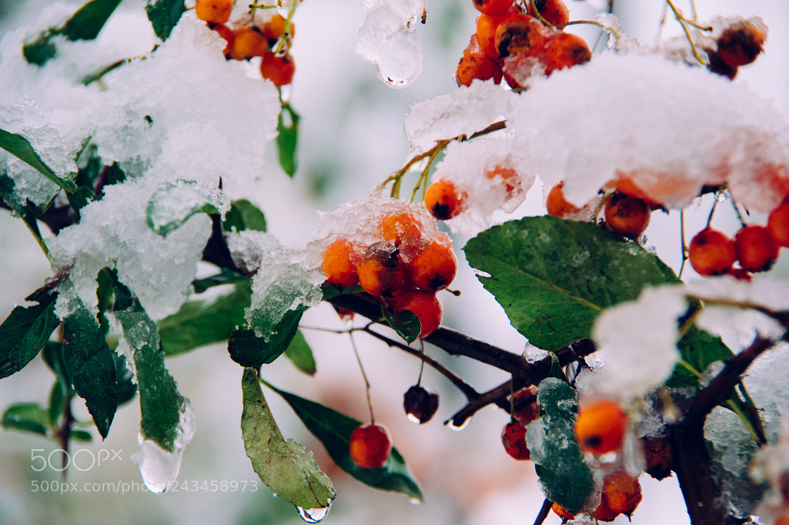 Pentax K-3 sample photo. Gro er schnee in photography