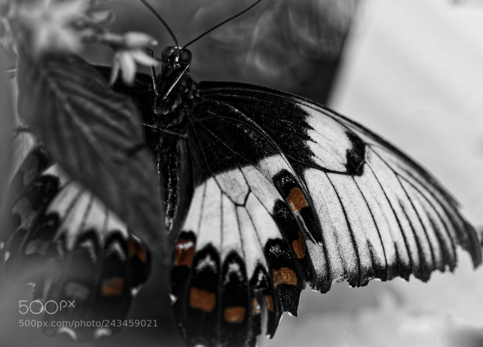 Pentax K-1 sample photo. Orchard butterfly photography