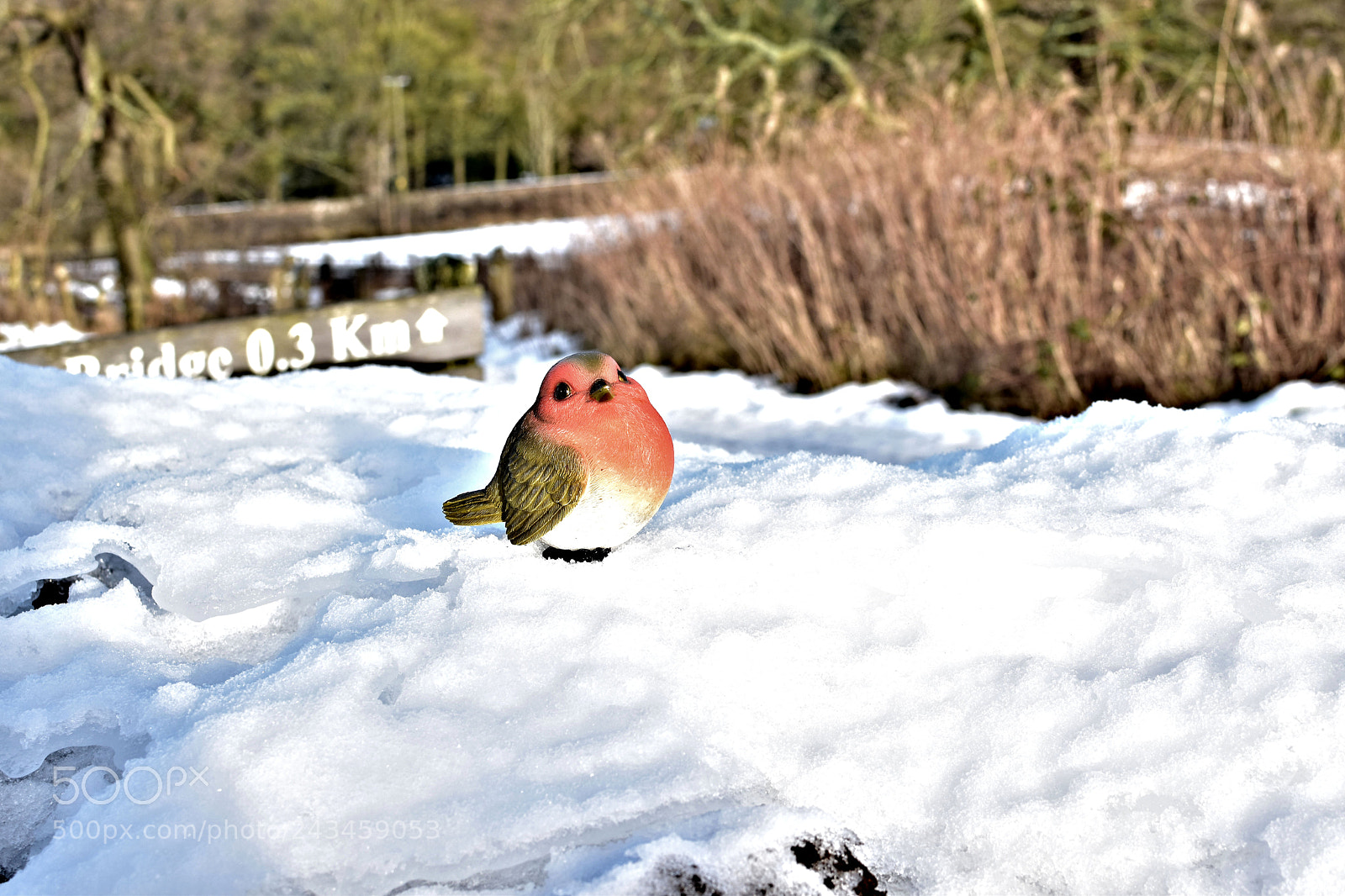 Nikon D5500 sample photo. Robins journey photography