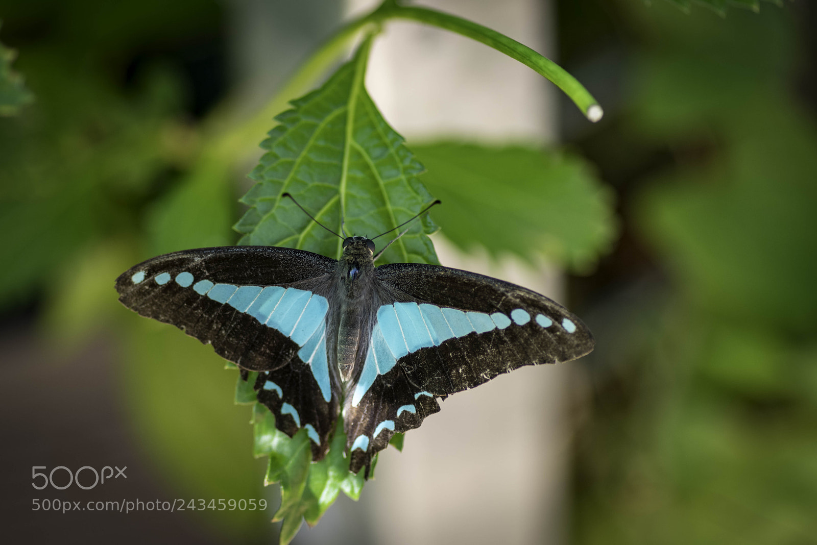Pentax K-1 sample photo. Blue triangle butterfly photography