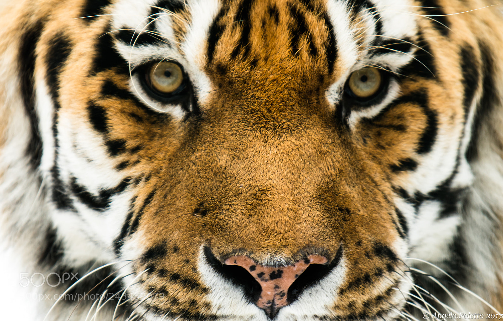 Nikon D500 sample photo. I'm watching you photography