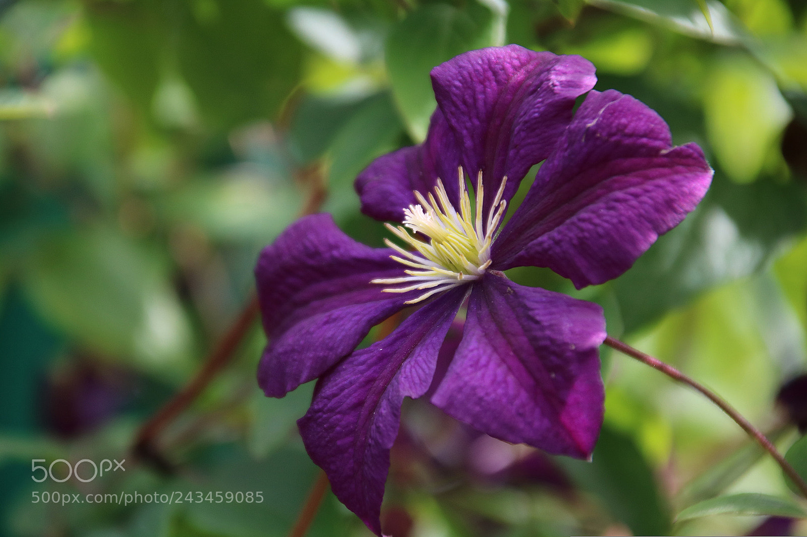 Canon EOS 760D (EOS Rebel T6s / EOS 8000D) sample photo. Flower photography