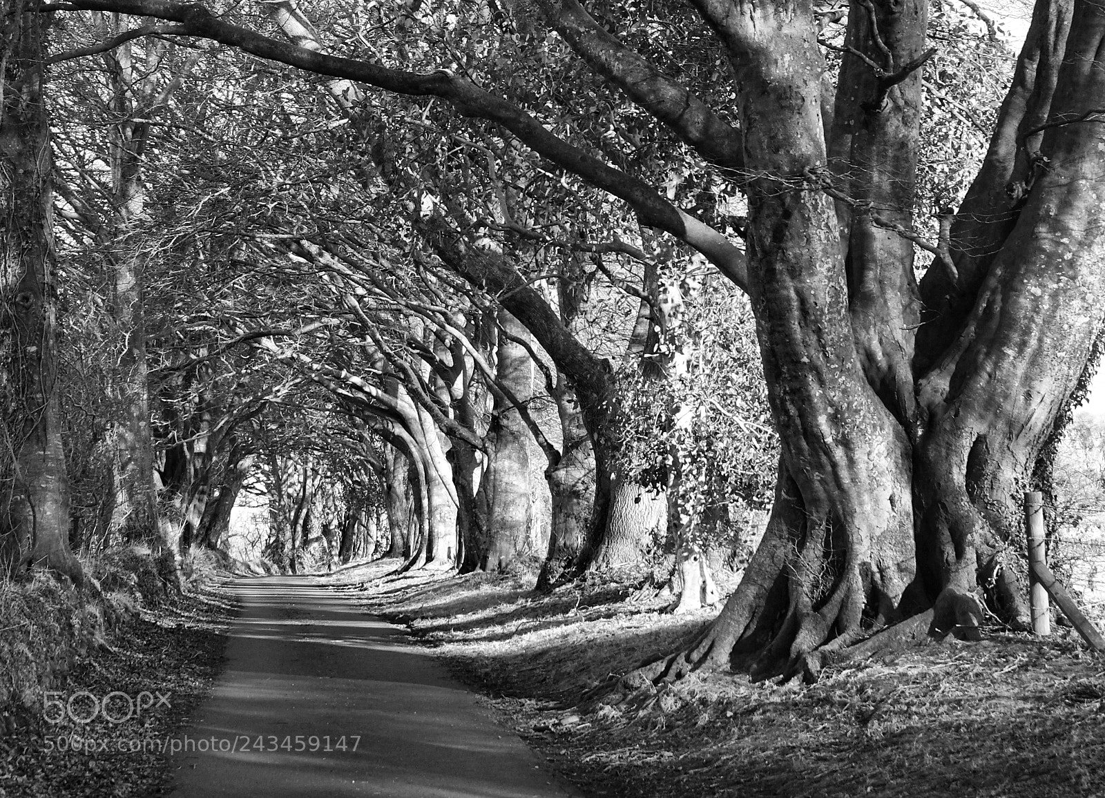 Sony Alpha DSLR-A700 sample photo. Avenue photography