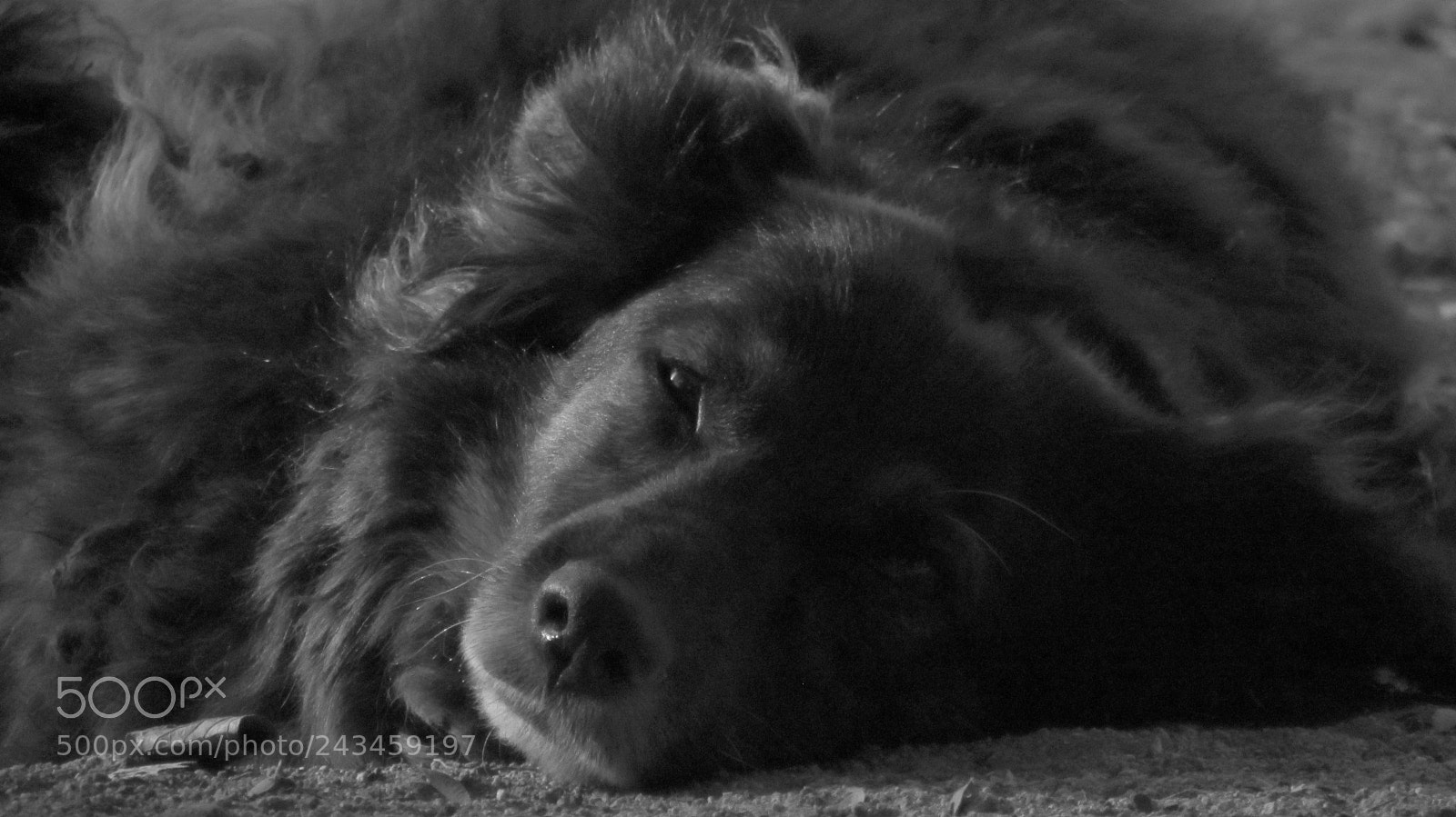 Canon PowerShot SX510 HS sample photo. Cote photography
