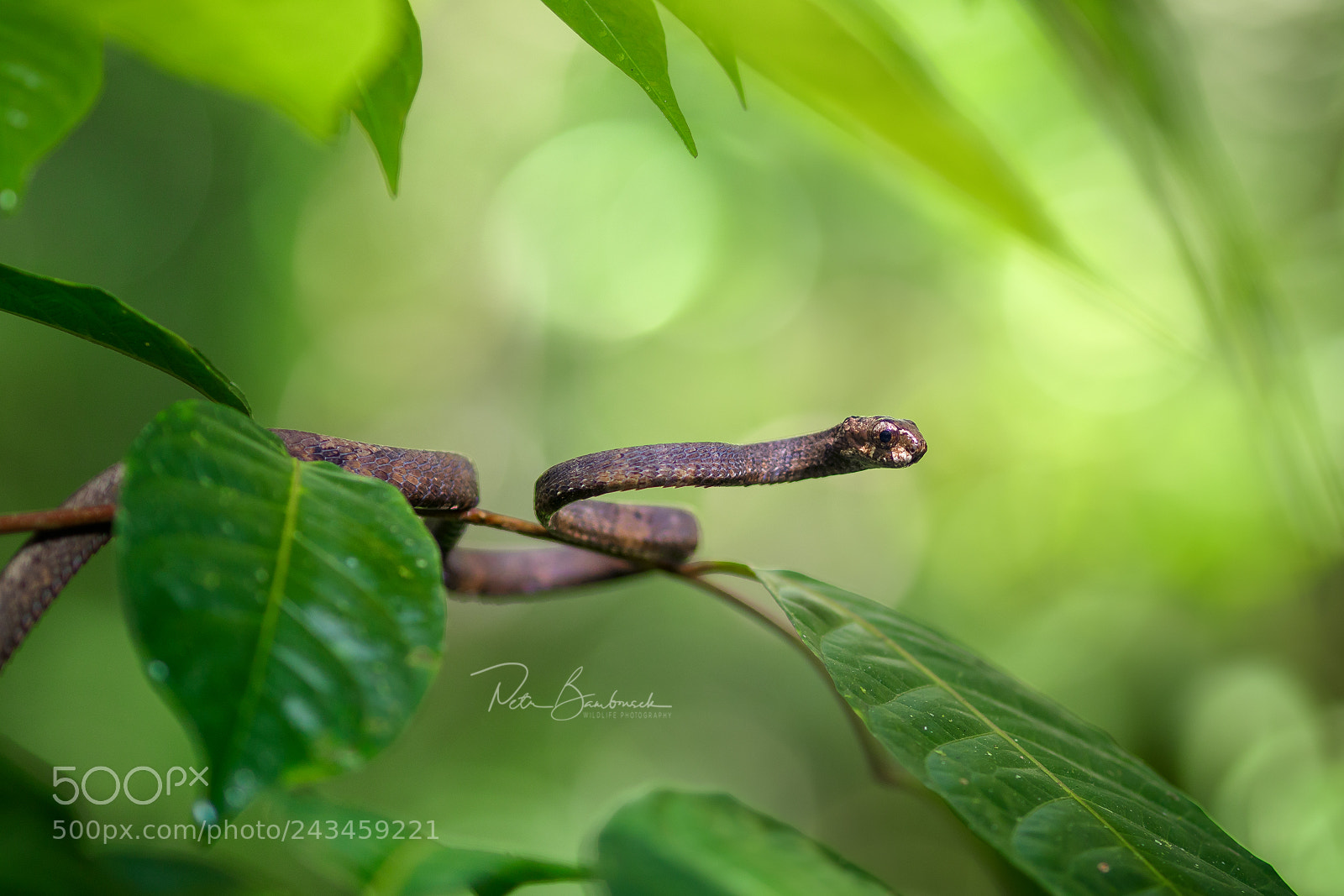 Olympus OM-D E-M1 Mark II sample photo. Blunt-headed slug snake | borneo photography