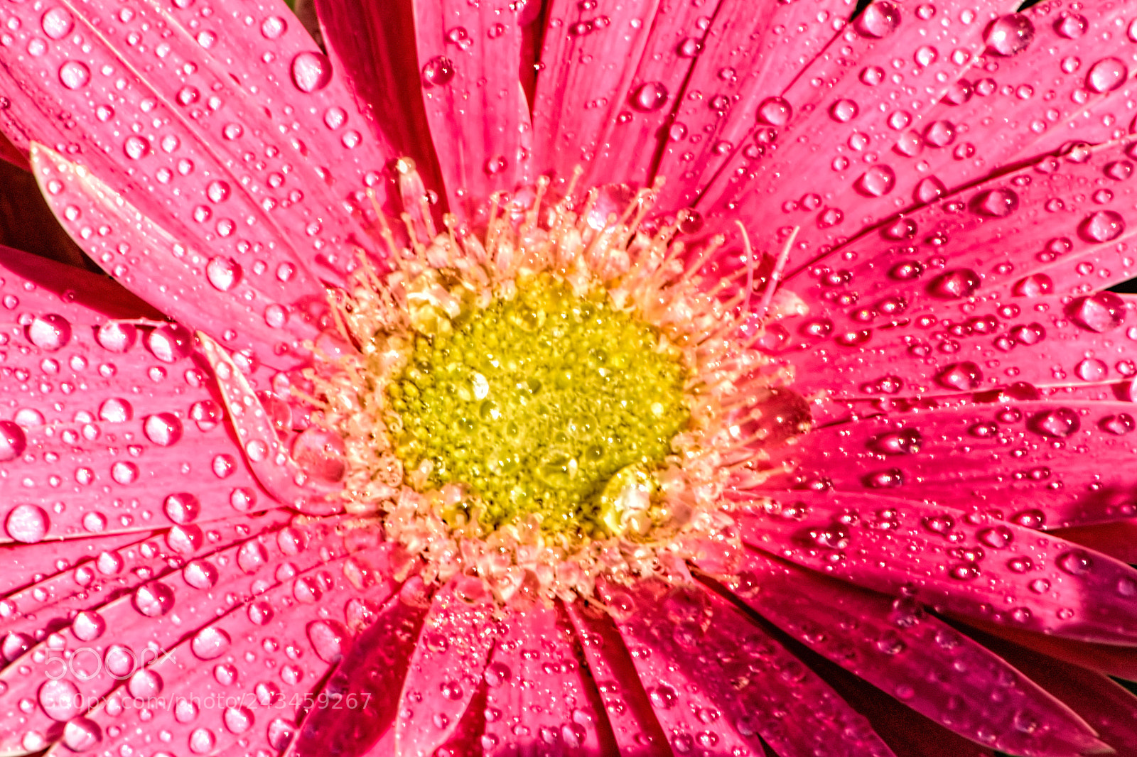Nikon D7100 sample photo. Gerbera photography