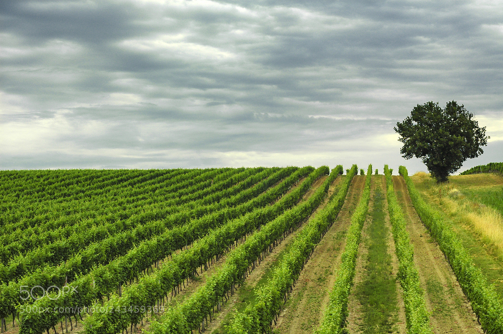 Nikon D70 sample photo. Vineyard in gironde (aquitaine) photography