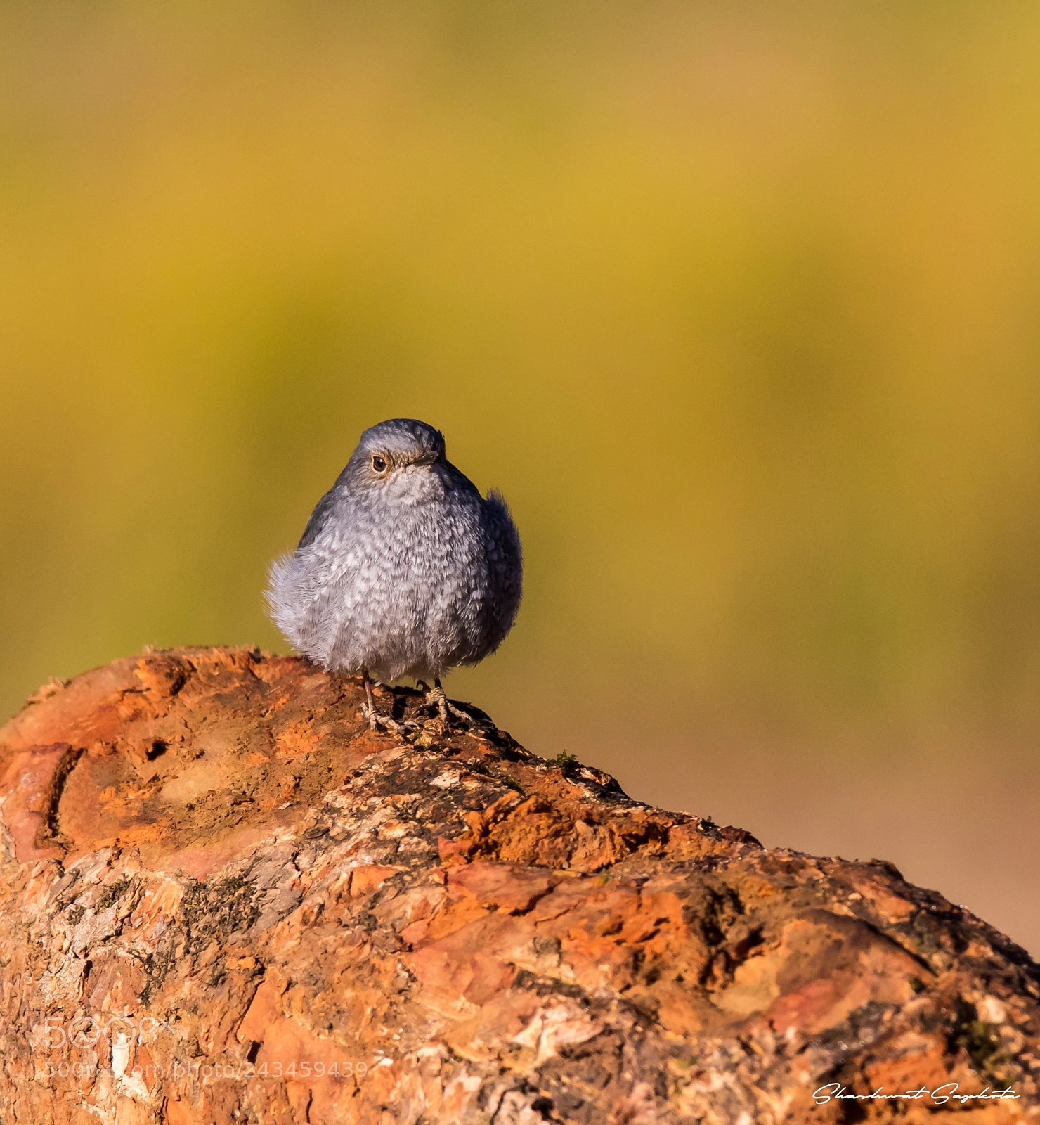 Canon EOS 7D Mark II sample photo. The plumbeous water redstart photography