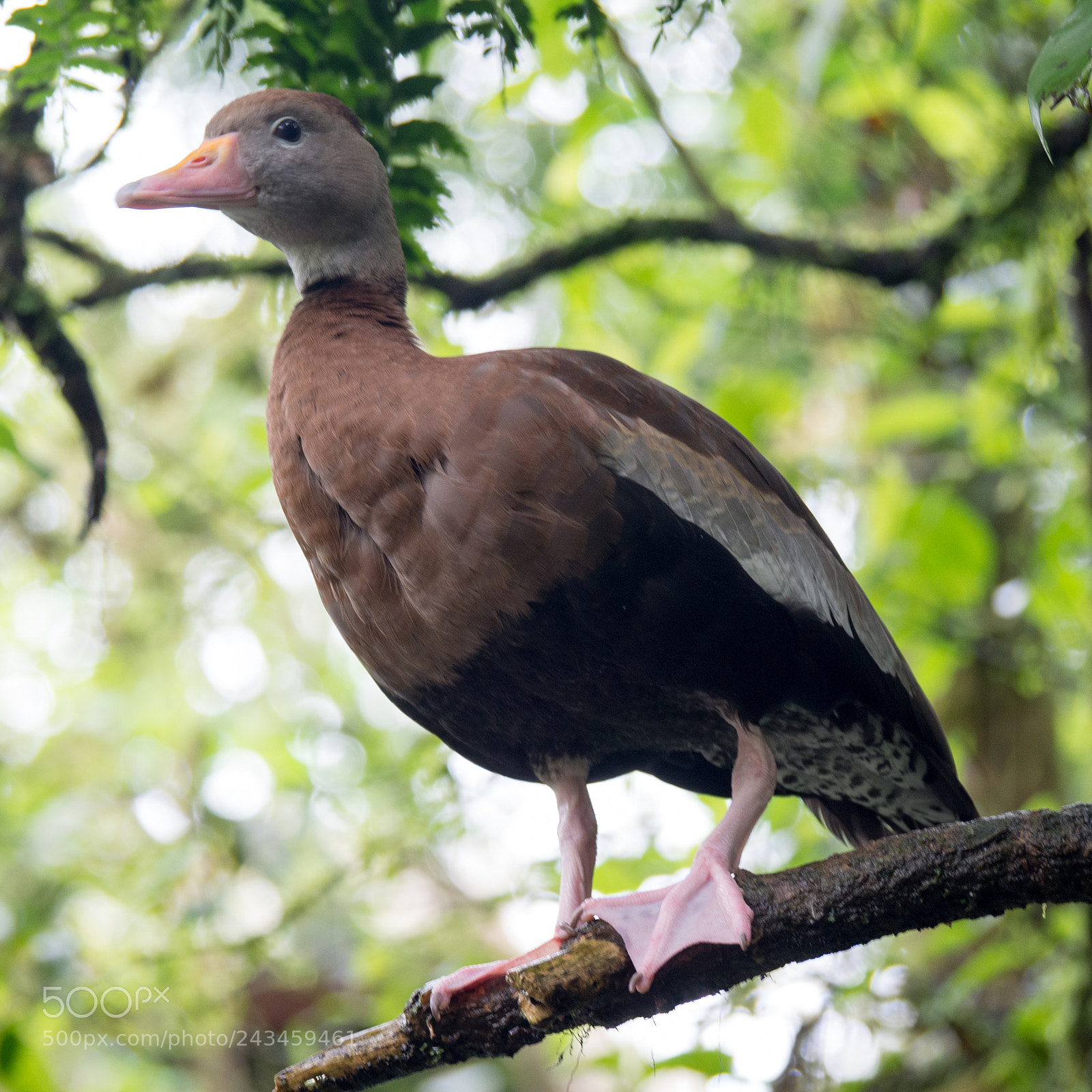 Olympus OM-D E-M10 sample photo. Black-bellied whistling duck photography
