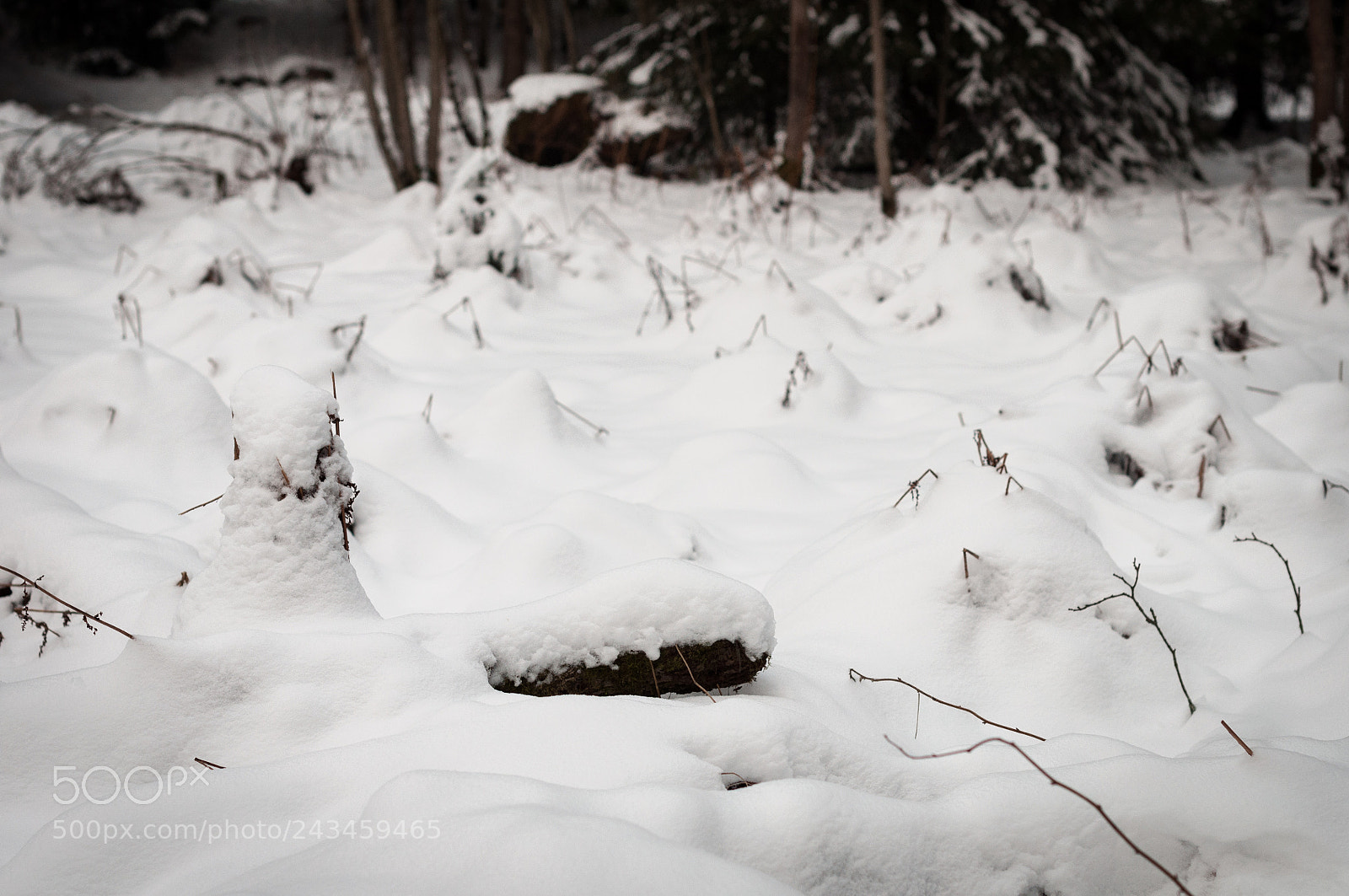 Nikon D5000 sample photo. Snow sea photography