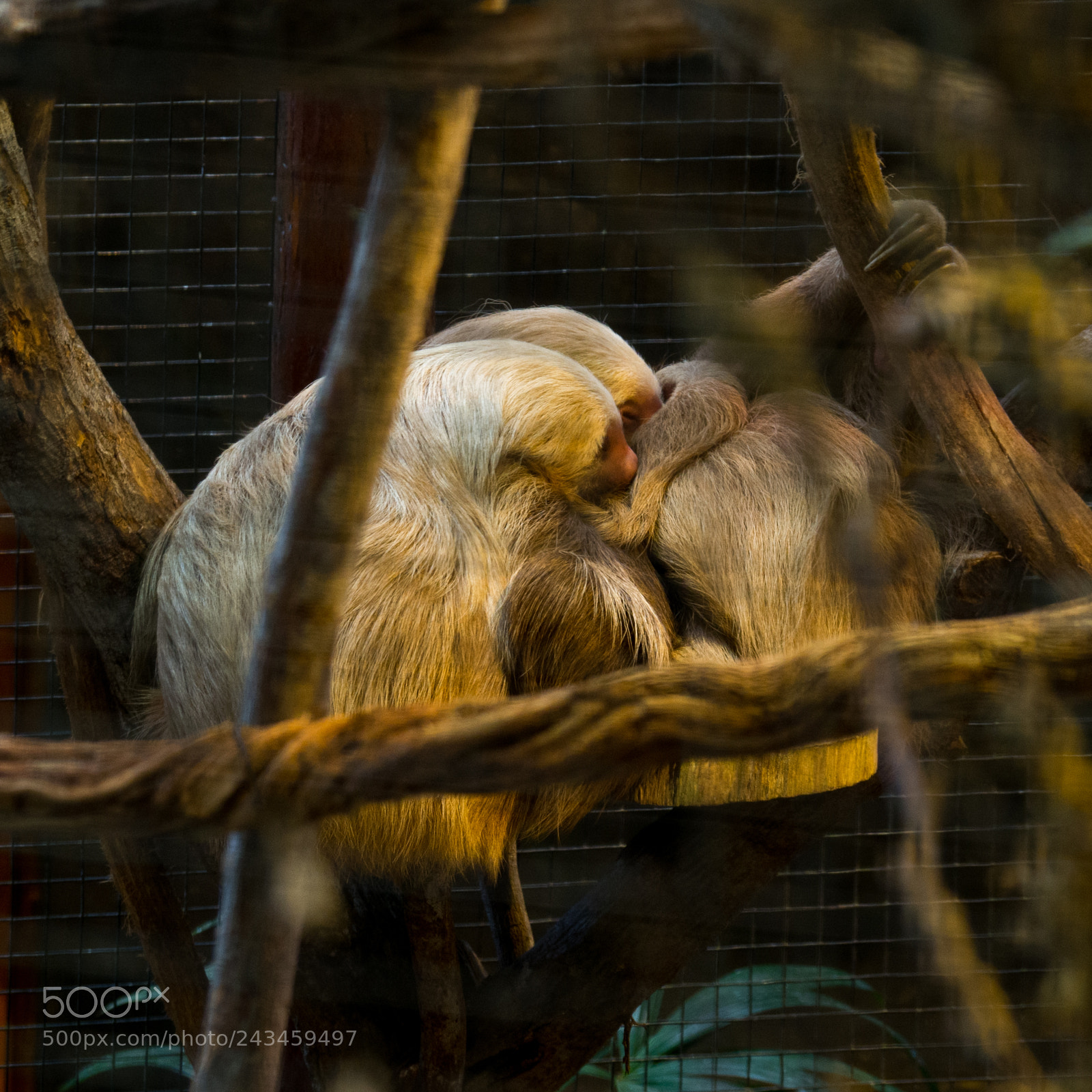 Olympus OM-D E-M10 sample photo. Sloth snuggle photography