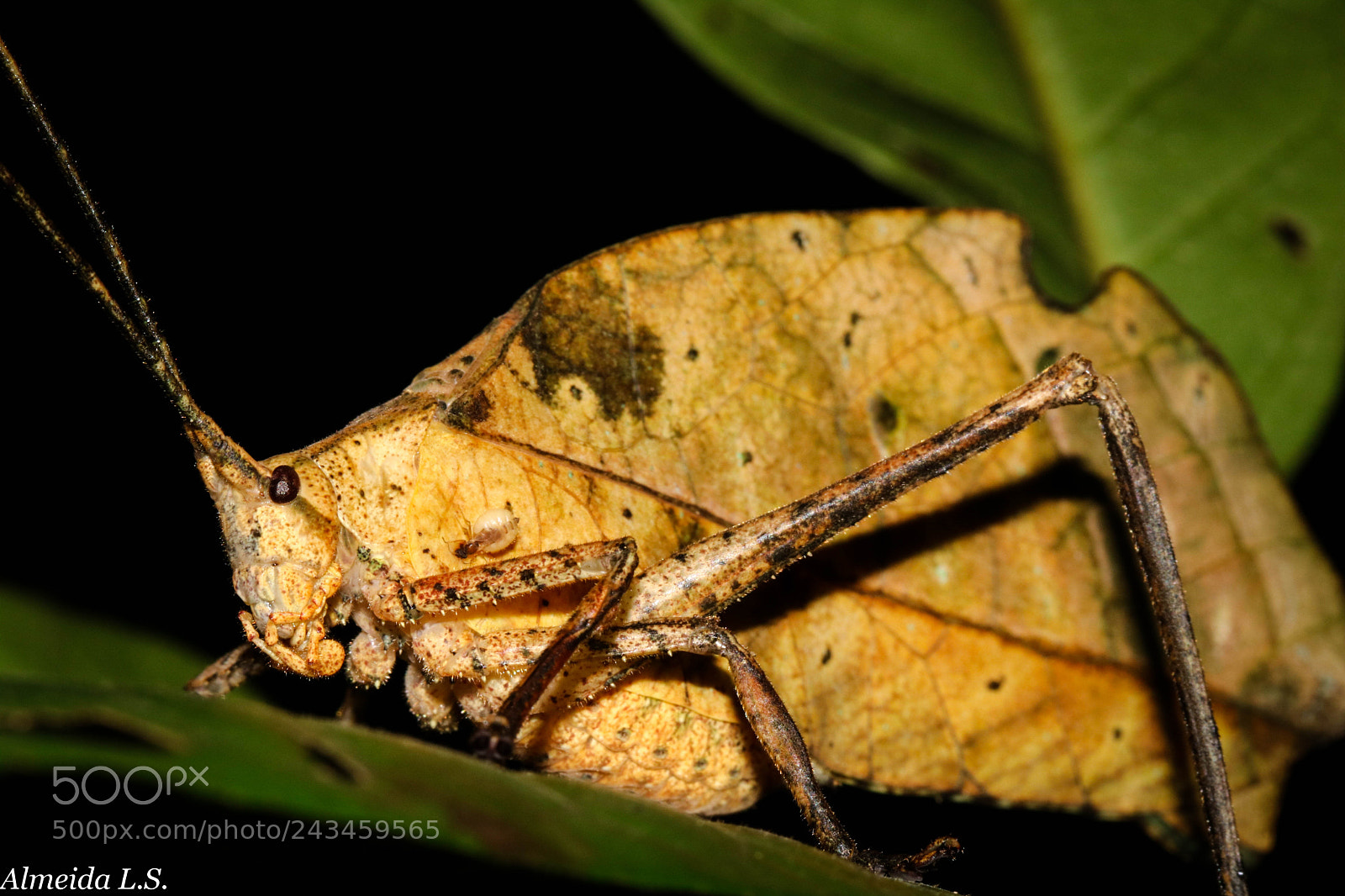 Canon EOS 750D (EOS Rebel T6i / EOS Kiss X8i) sample photo. A leaf with legs? photography