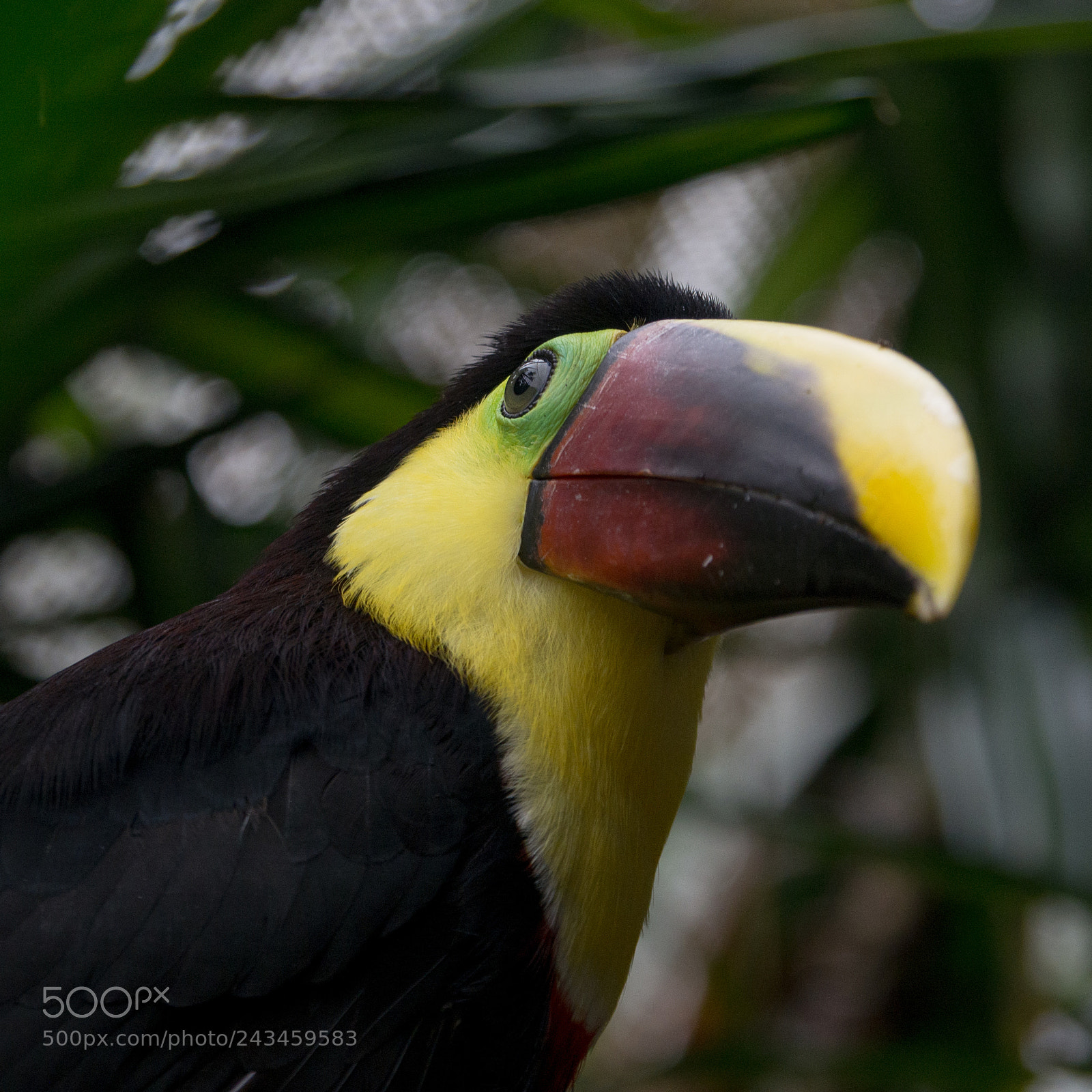 Olympus OM-D E-M10 sample photo. Chestnut-mandibled toucan photography