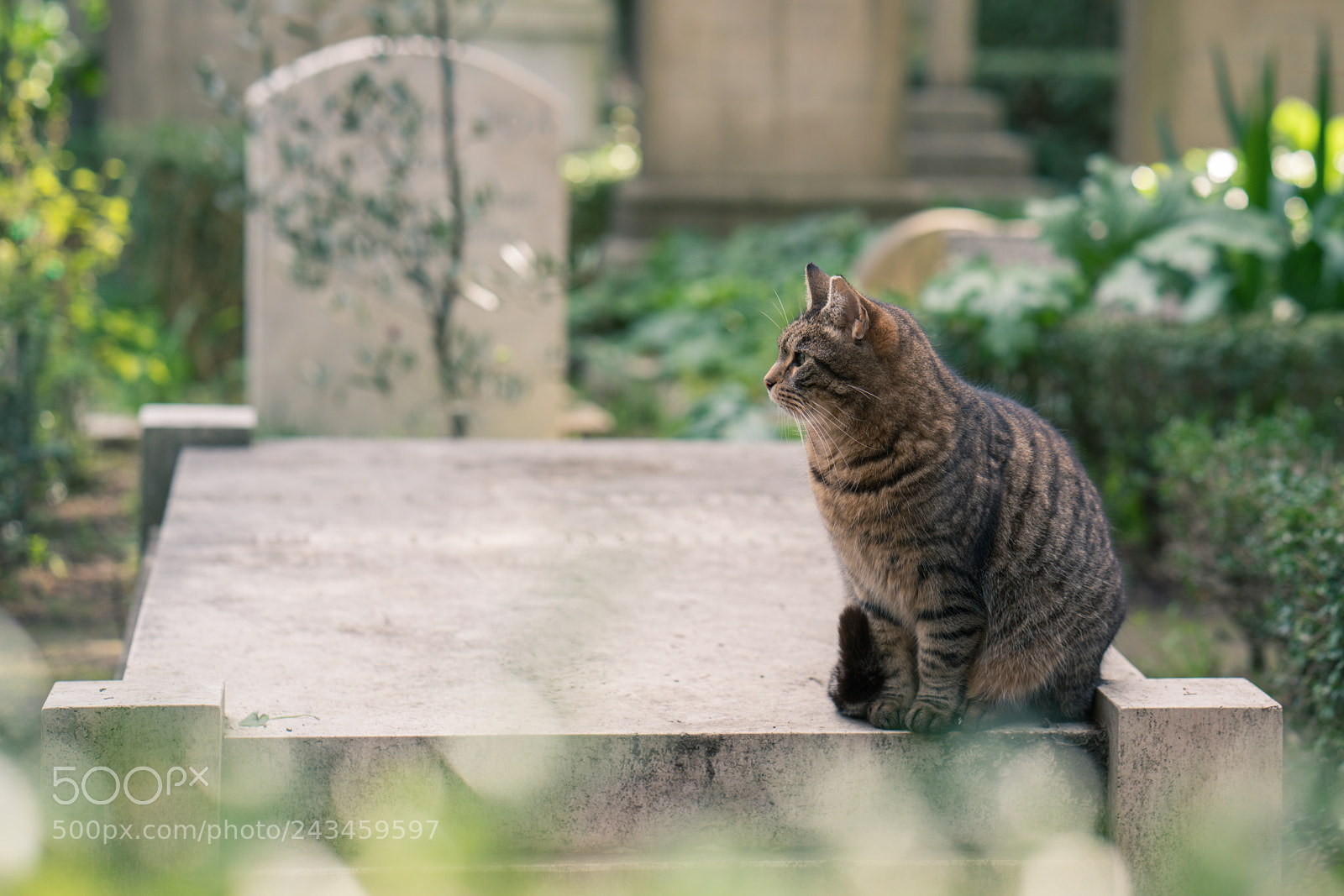 Sony a7R II sample photo. A guardian angel photography