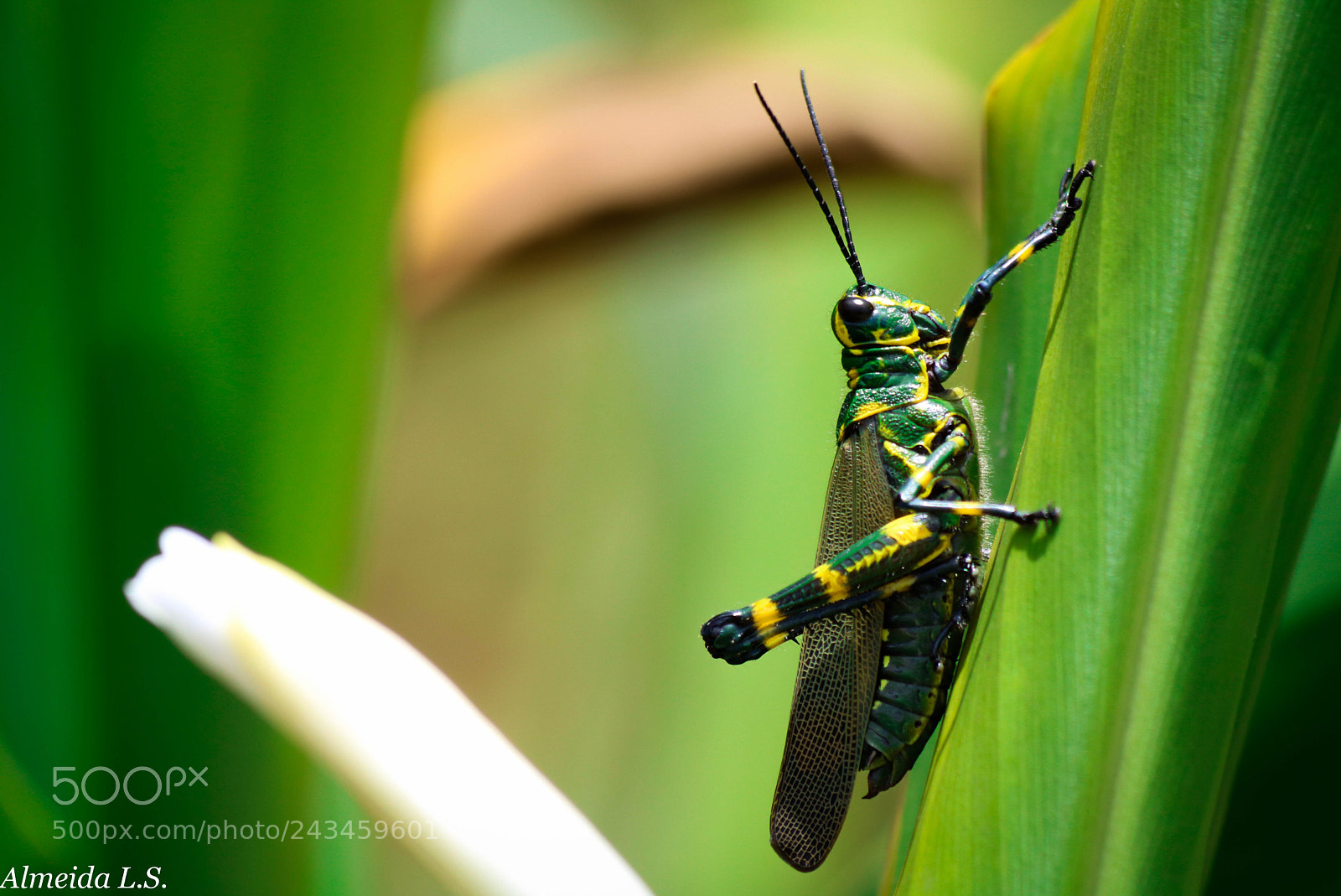 Canon EOS 750D (EOS Rebel T6i / EOS Kiss X8i) sample photo. A legitimately brazilian animal photography