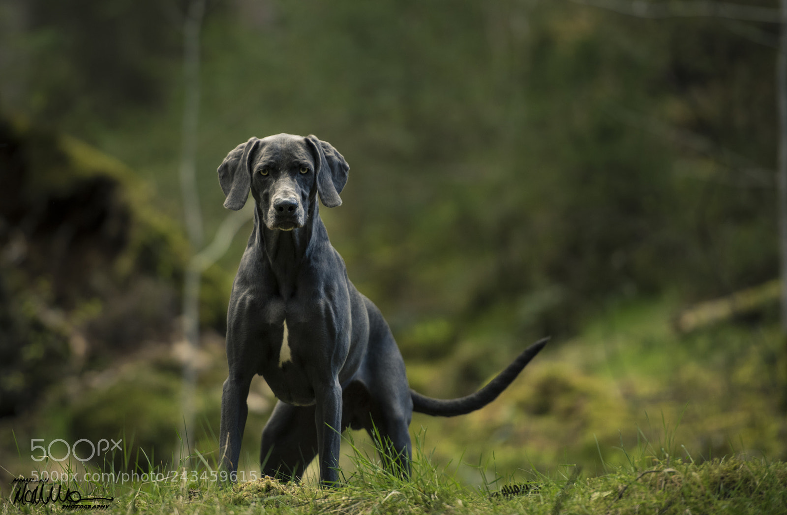 Nikon D810 sample photo. King of the hill photography