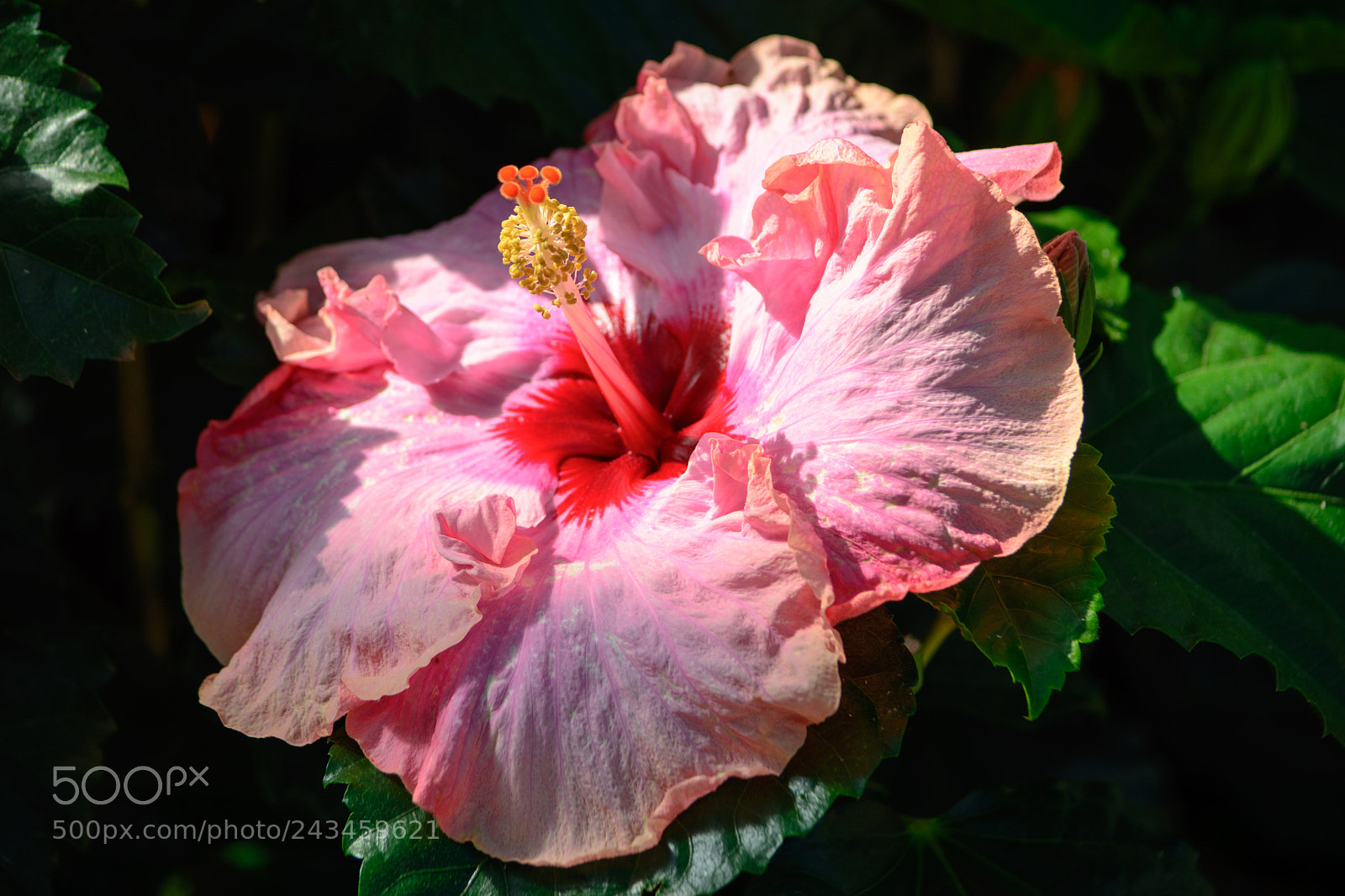 Nikon D7100 sample photo. Hibiscus photography