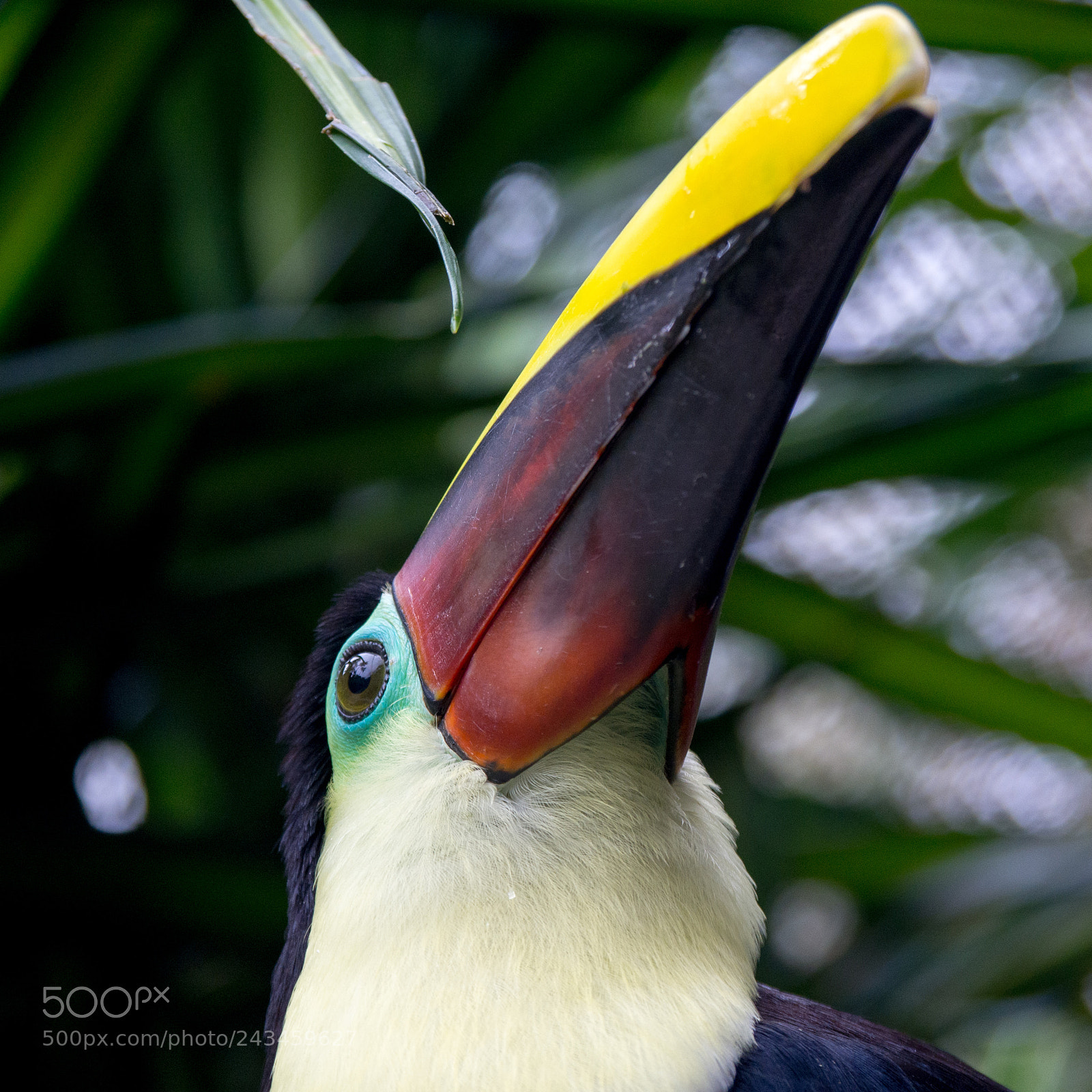 Olympus OM-D E-M10 sample photo. Chestnut-mandibled toucan photography