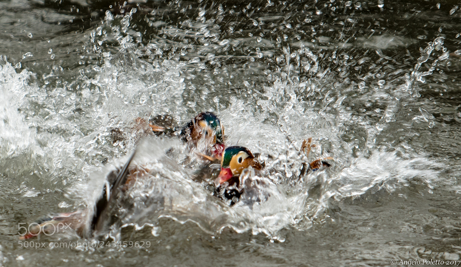 Nikon D500 sample photo. Fighting photography