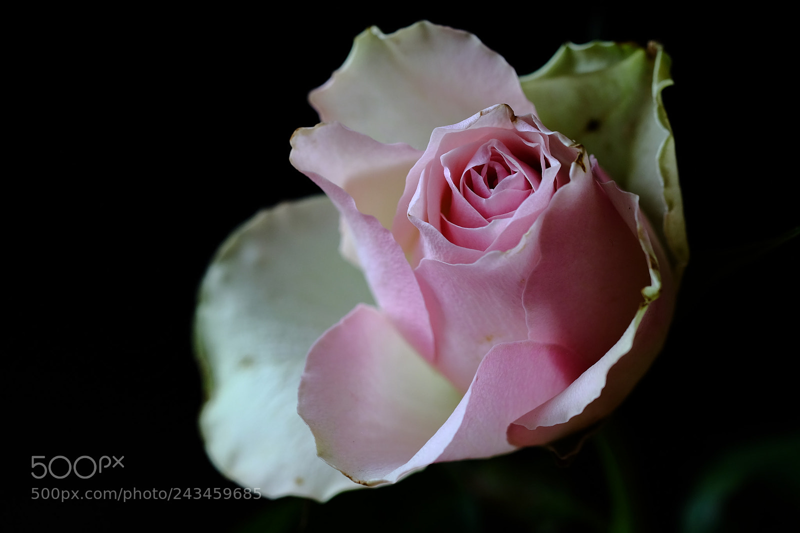 Fujifilm X-T10 sample photo. 478 photography