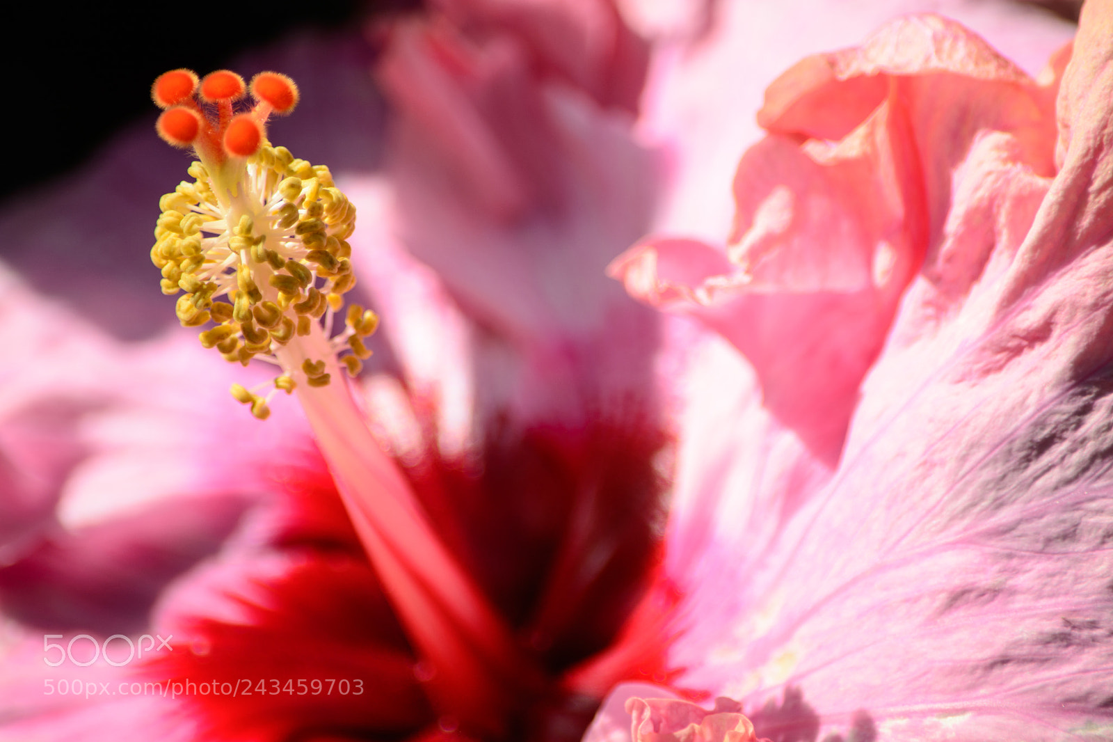 Nikon D7100 sample photo. Hibiscus photography