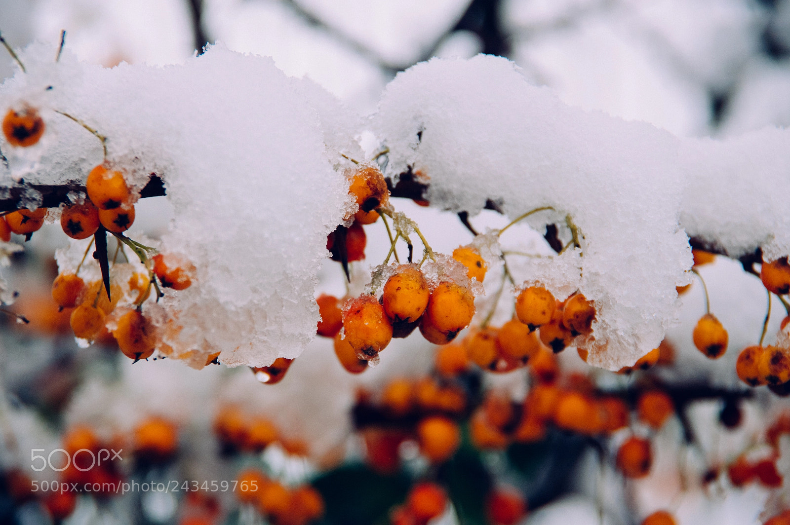 Pentax K-3 sample photo. Gro er schnee in photography