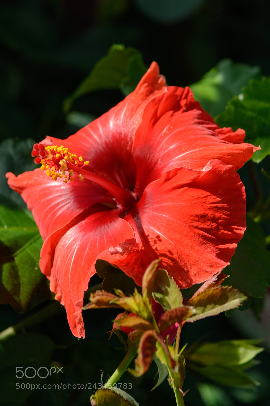 Nikon D7100 sample photo. Hibiscus photography
