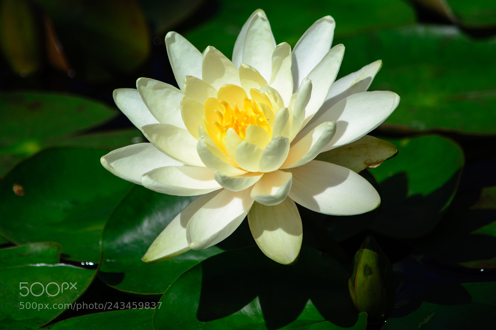 Nikon D7100 sample photo. Water lily photography