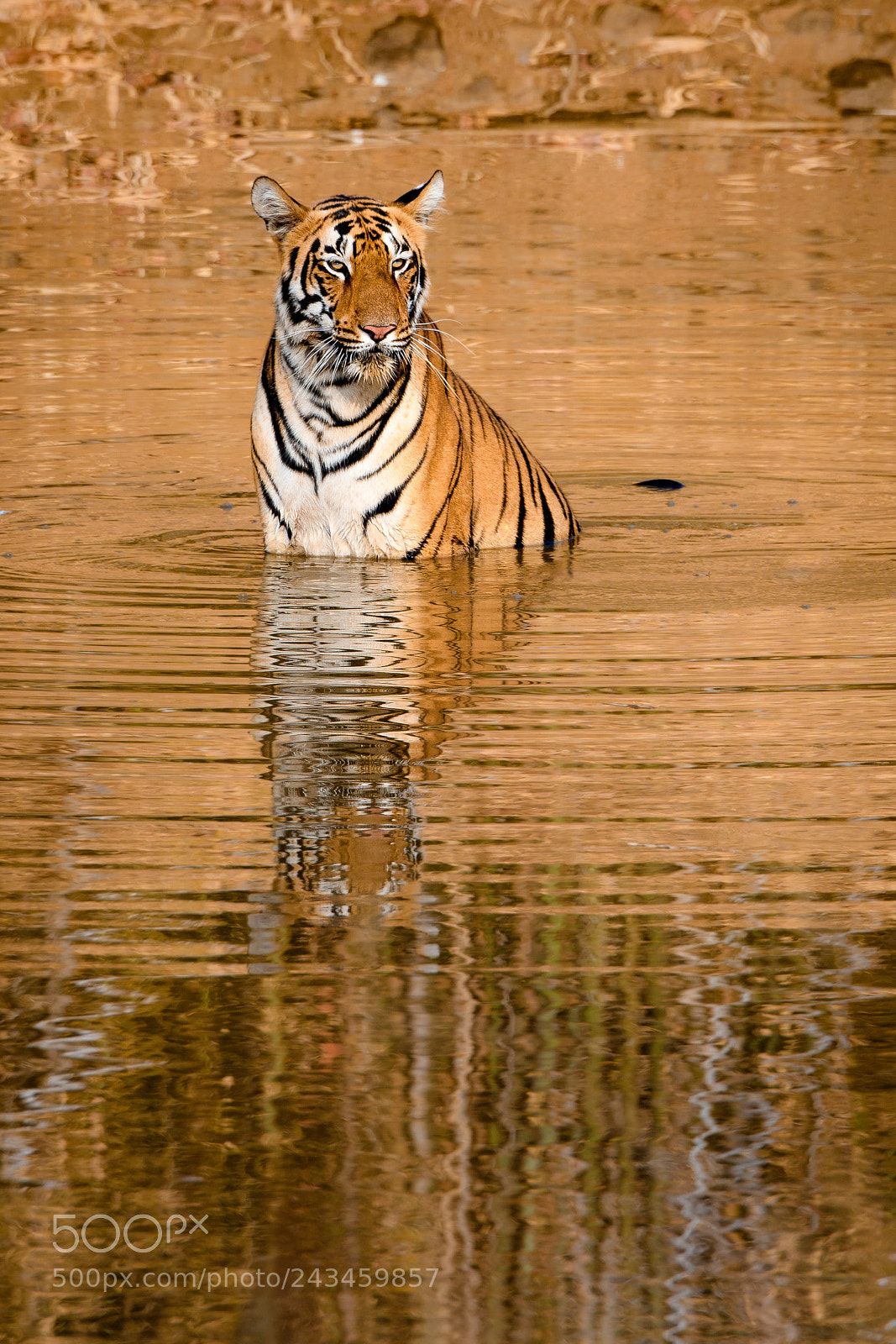 Nikon D500 sample photo. Queen of the jungle photography