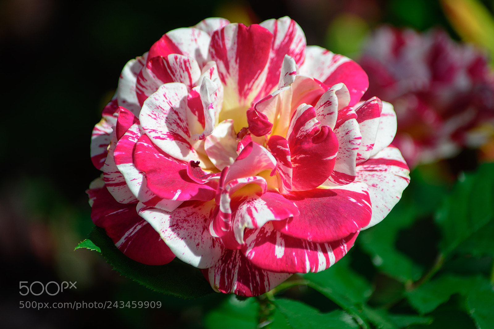Nikon D7100 sample photo. Beautiful flower.   photography