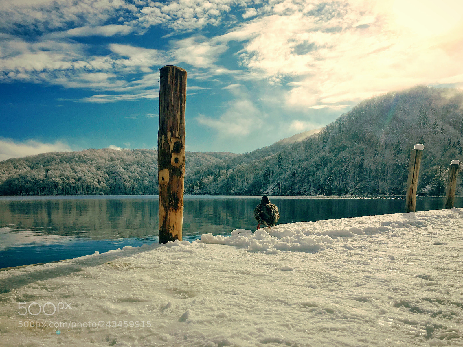 Apple iPhone 6s sample photo. Duck dock photography