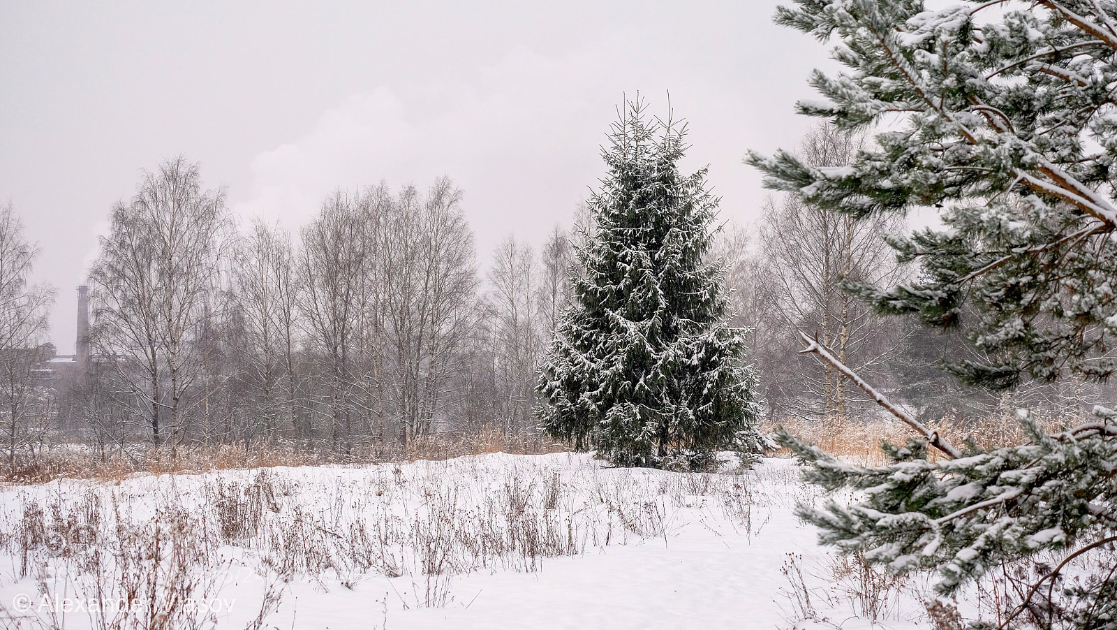 Fujifilm X-T10 sample photo. Ёлки-палки photography