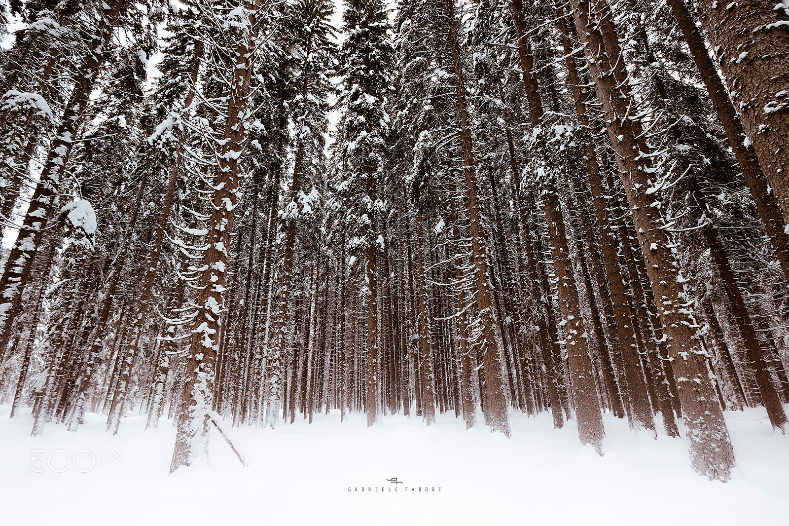Fujifilm X-T2 sample photo. Red pines forest photography