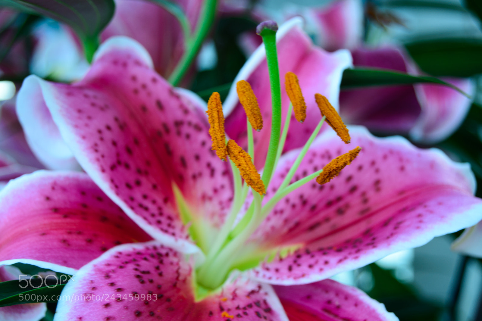 Nikon D7100 sample photo. Oriental lily photography