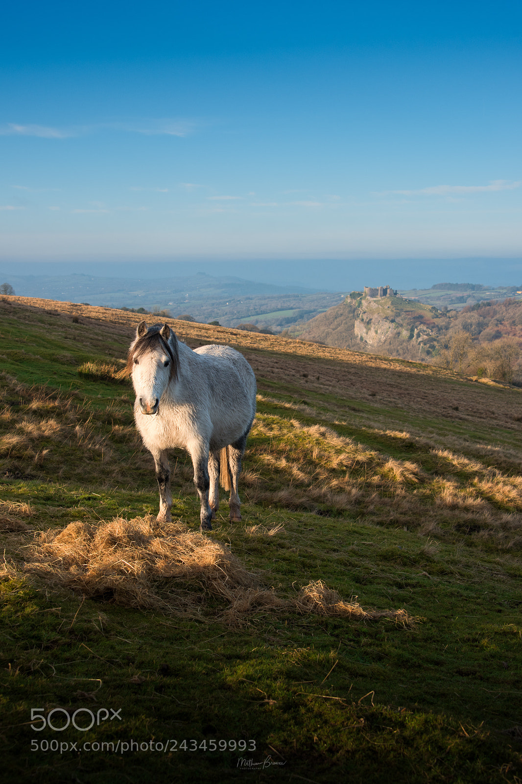 Nikon D810 sample photo. The photobombing horse photography