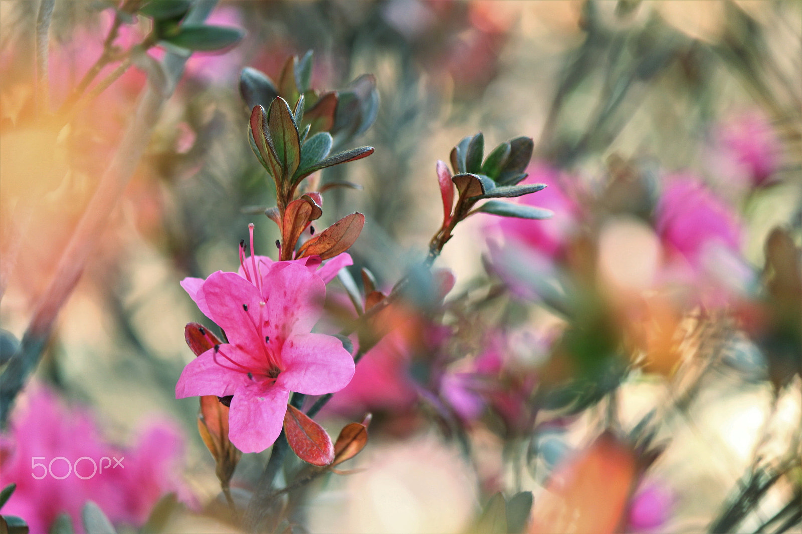 Canon EF-S 55-250mm F4-5.6 IS II sample photo. Floral pattern photography