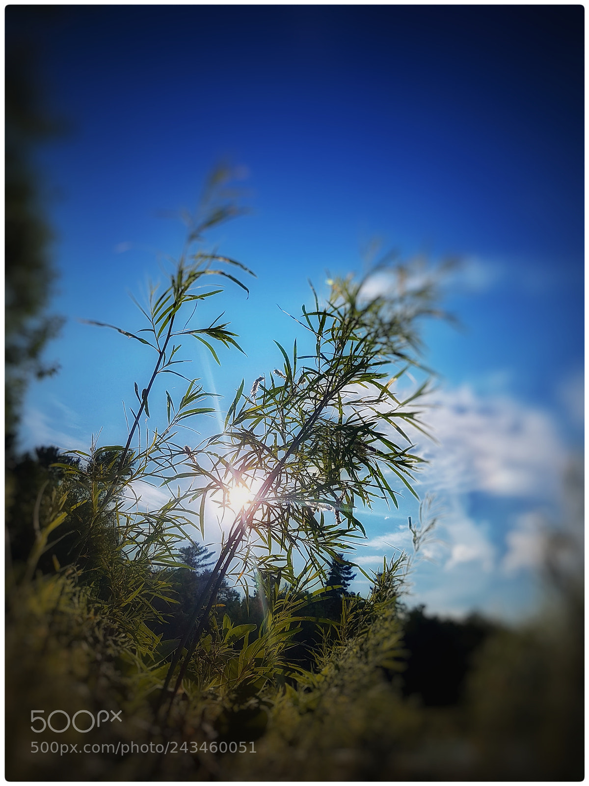 Samsung Galaxy S7 sample photo. Here comes the sun photography
