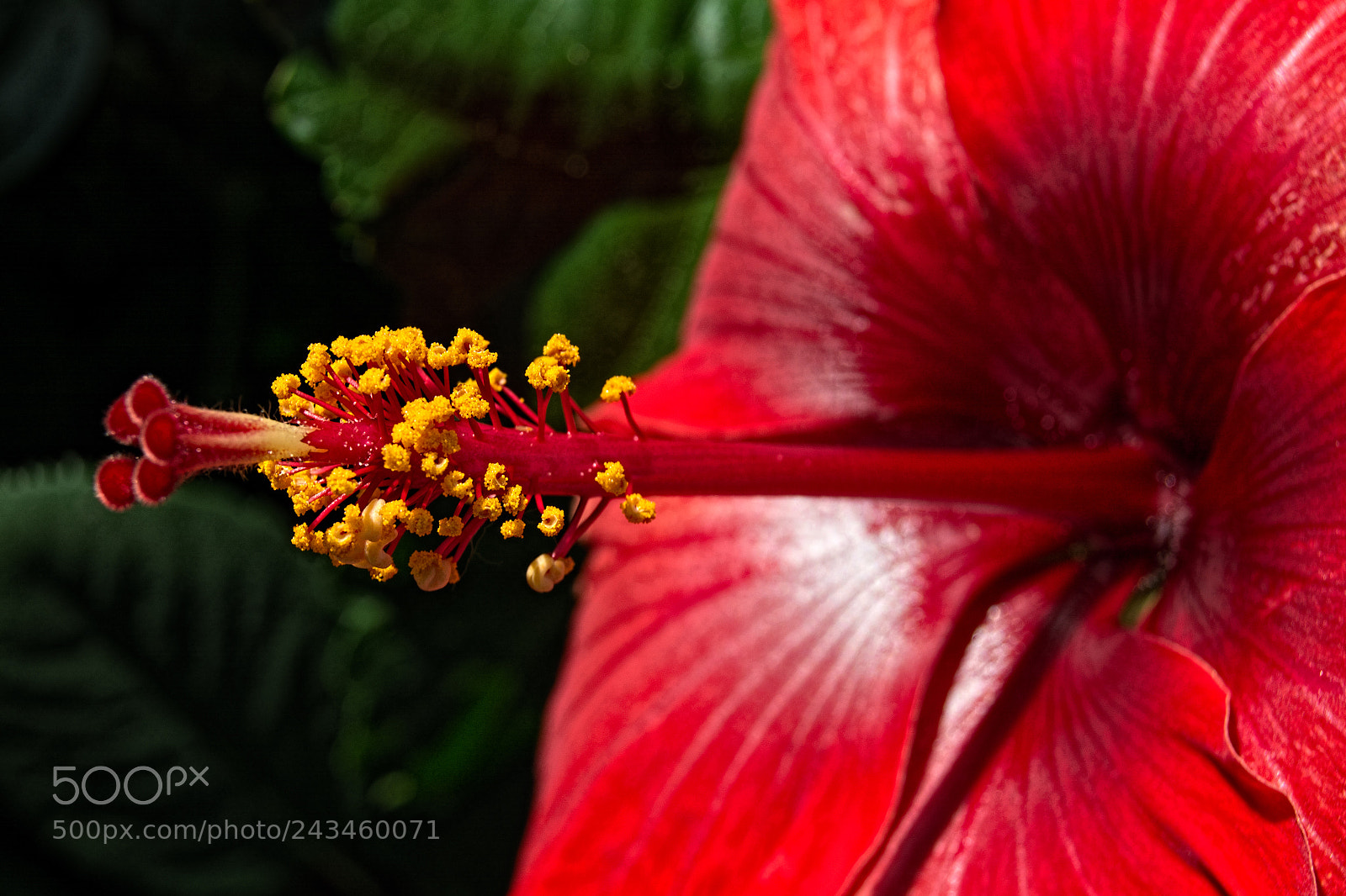 Nikon D7100 sample photo. Hibiscus photography