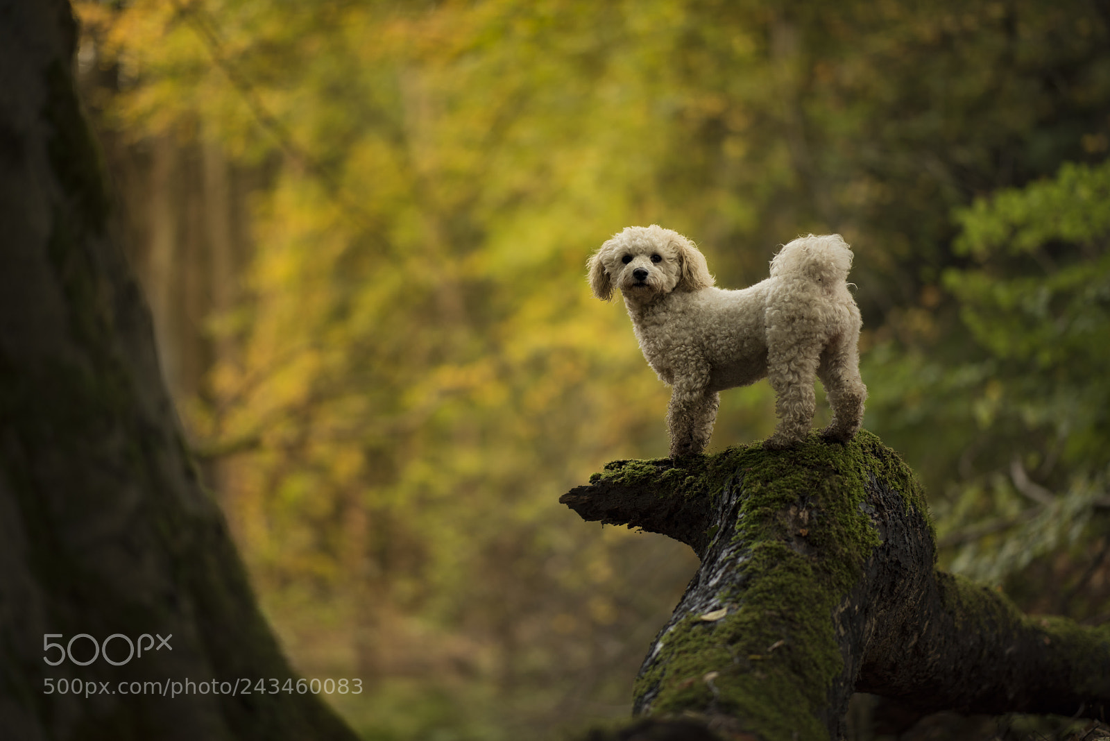 Nikon D810 sample photo. Little scruff photography